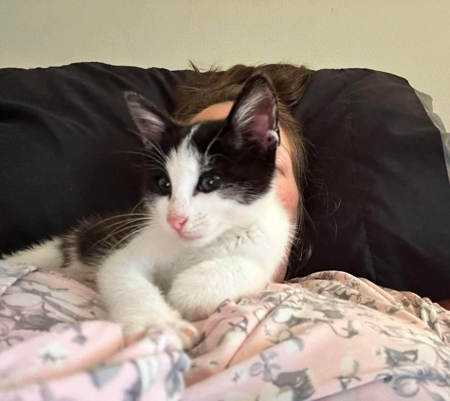 Purrito - Snuggly and playful, a Adoptable Domestic Short Hair in Hales Corners, WI image 4/4