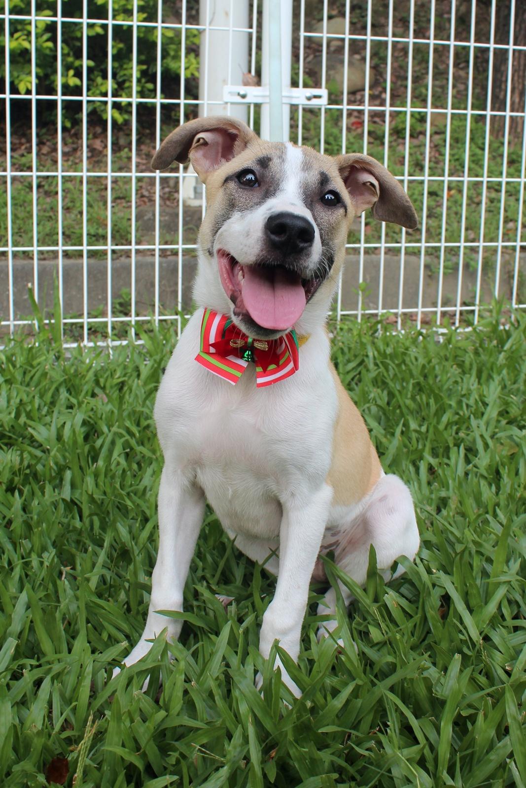 Enlarge Parker, a Adopted mixed breed in San Mateo, CA image 1/6