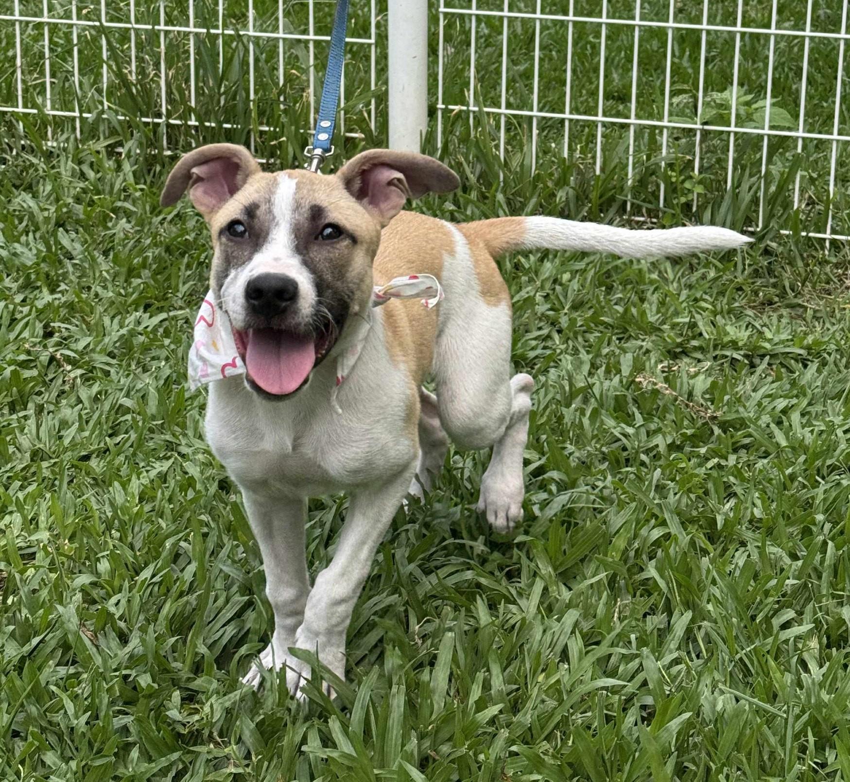 Enlarge Parker, a Adopted mixed breed in San Mateo, CA image 2/6