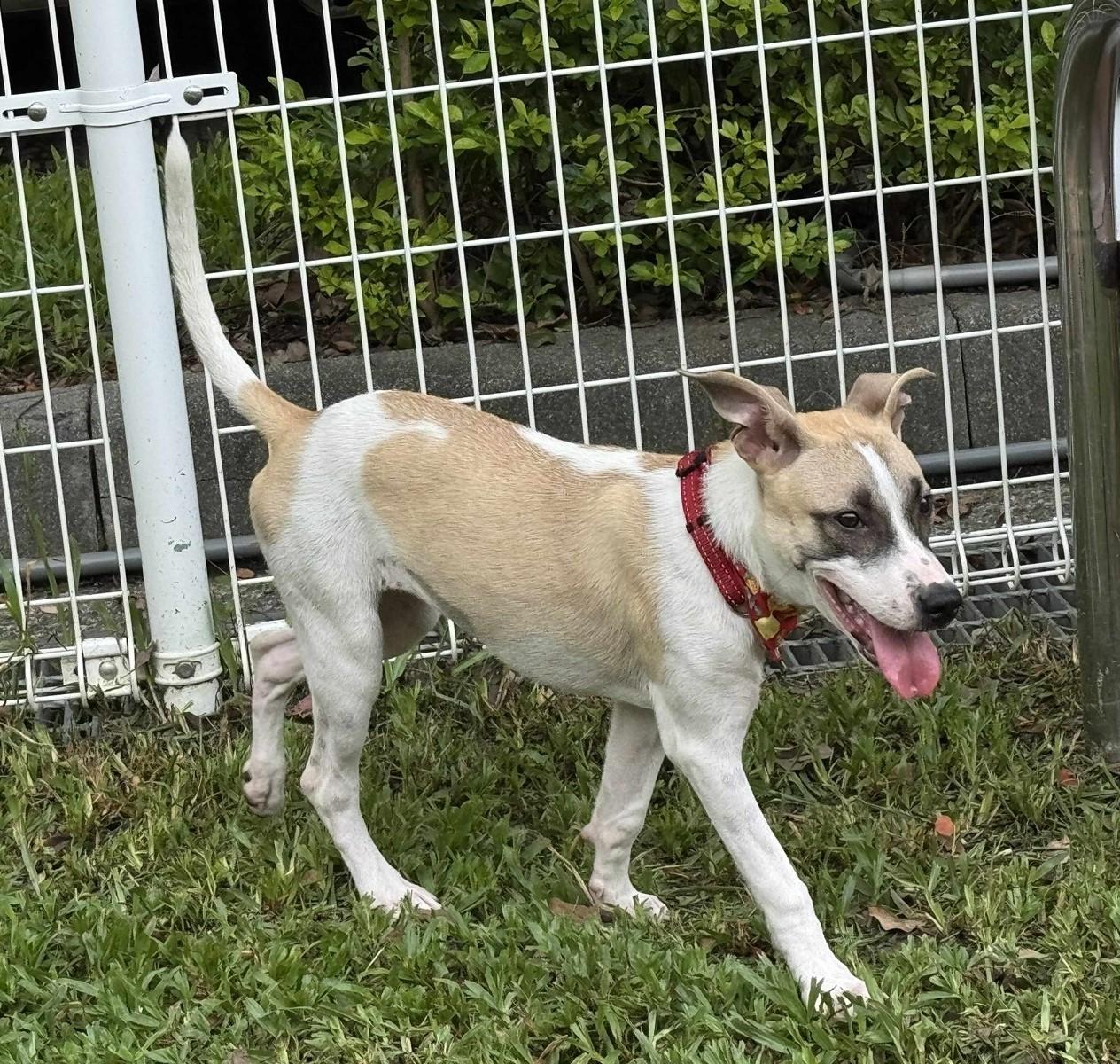 Enlarge Parker, a Adopted mixed breed in San Mateo, CA image 5/6