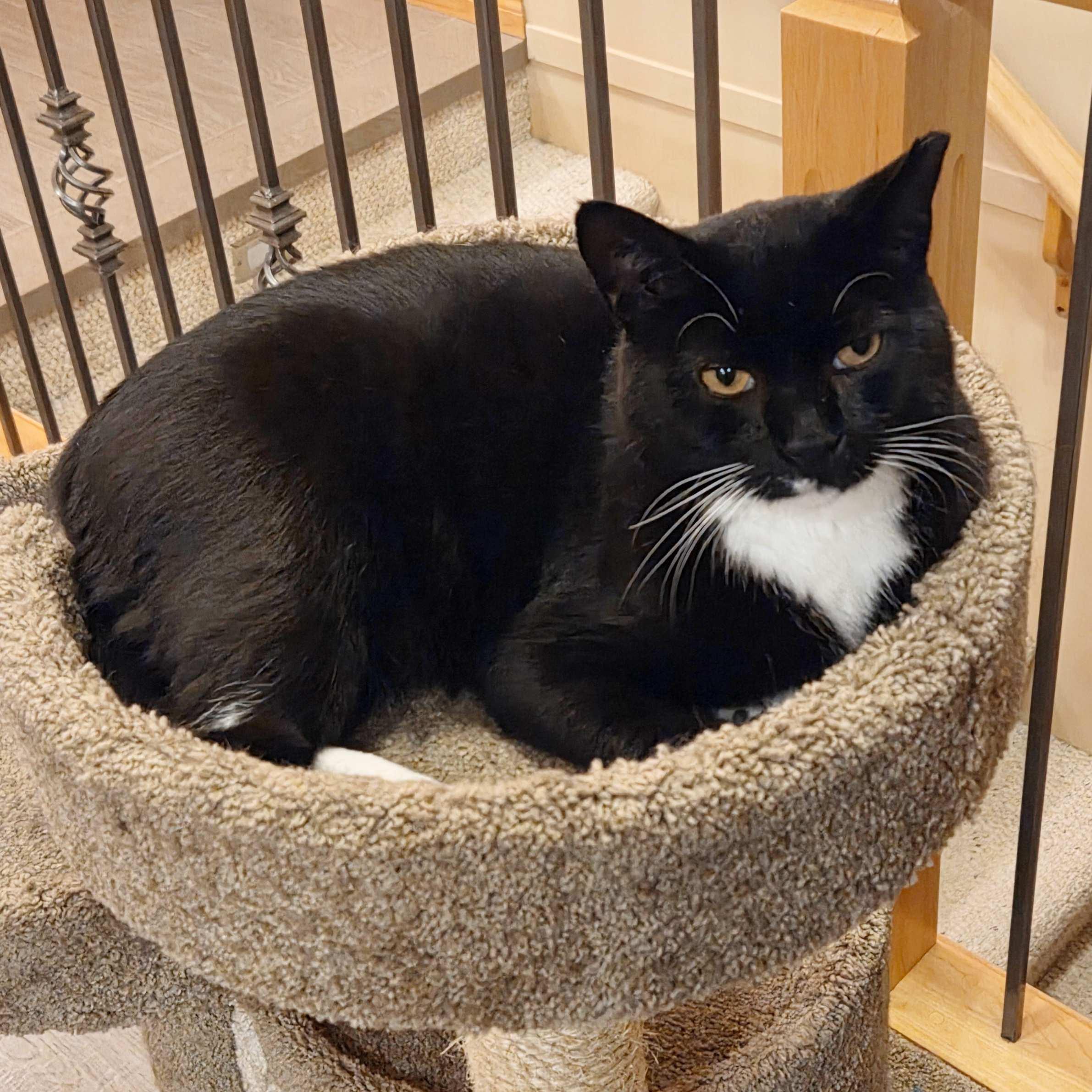 Oolong, an adoptable Domestic Short Hair in Calgary, AB, T2E 3Z7 | Photo Image 2