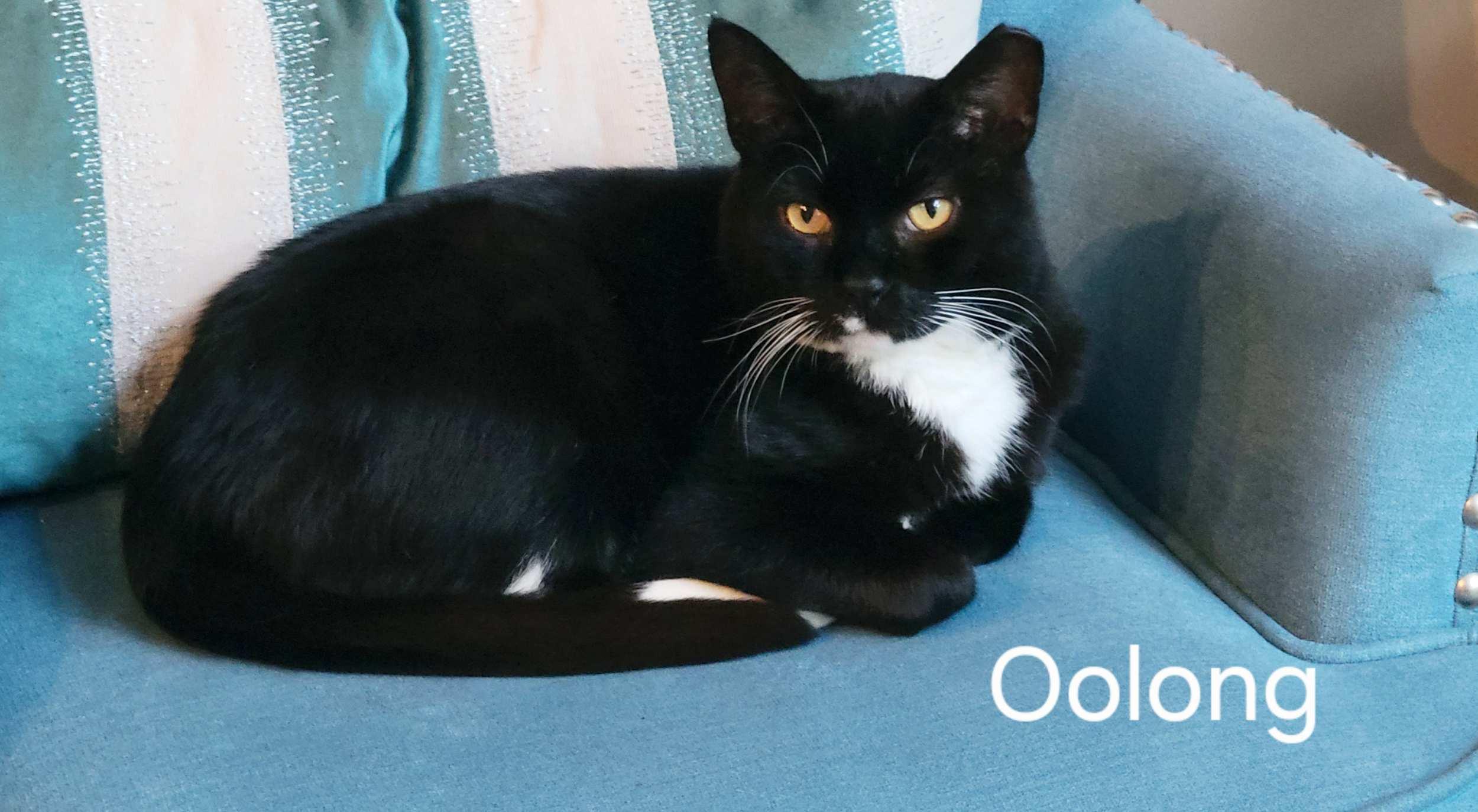 Oolong, an adoptable Domestic Short Hair in Calgary, AB, T2E 3Z7 | Photo Image 3