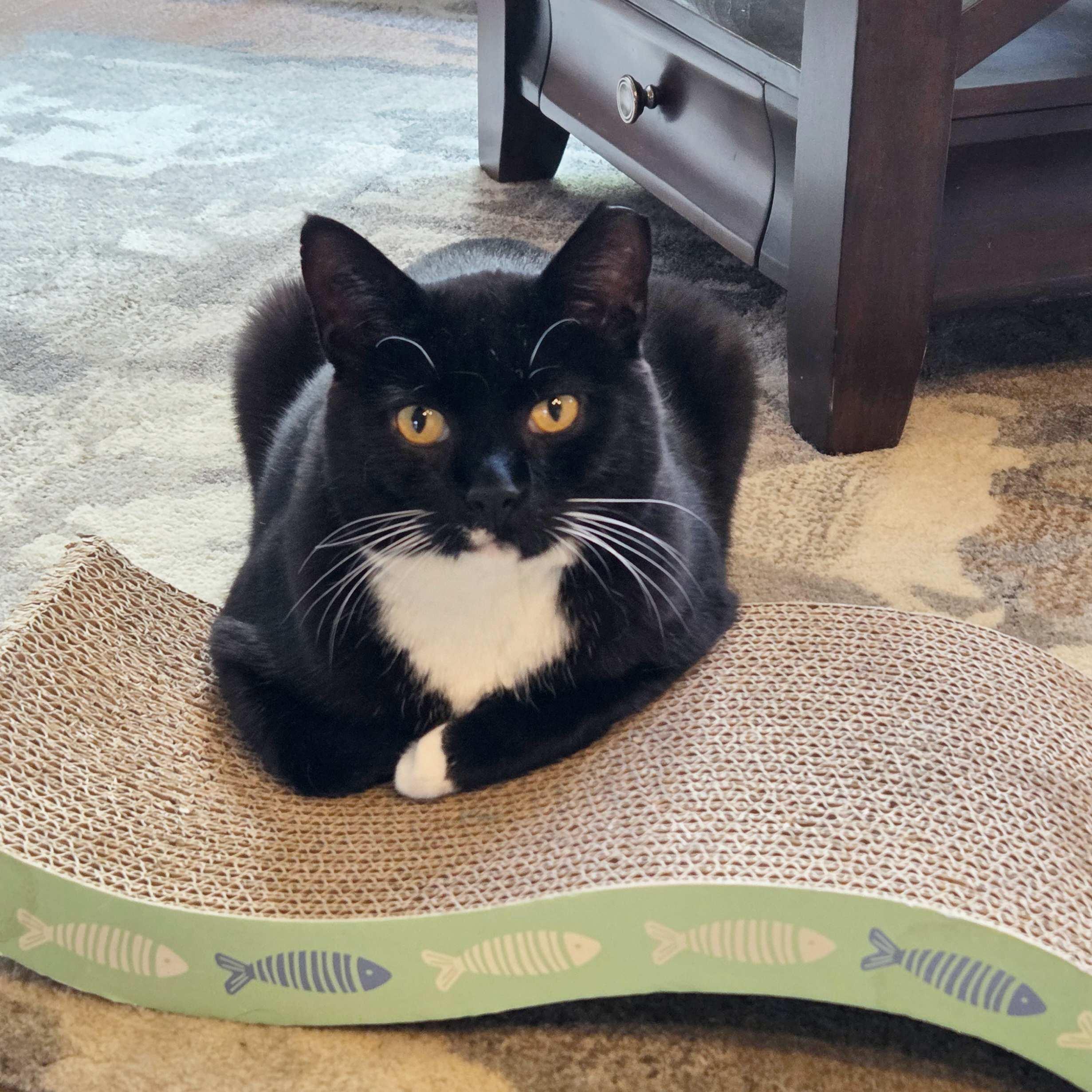 Oolong, an adoptable Domestic Short Hair in Calgary, AB, T2E 3Z7 | Photo Image 1