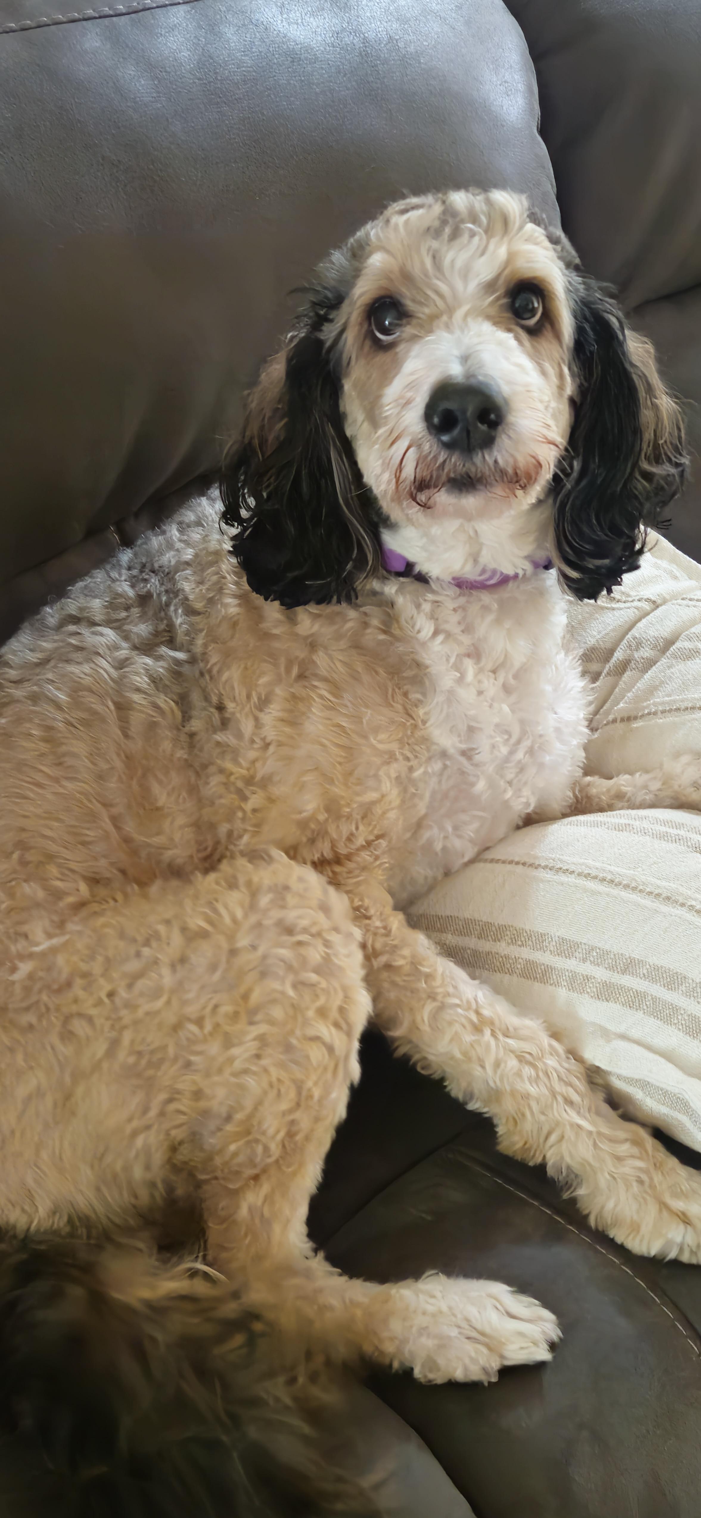 Enlarge Pearl-Courtesy Posting, a Adoptable Bernedoodle in Sudbury, MA image 3/4