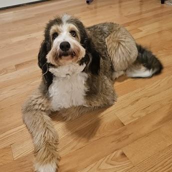 Enlarge Pearl-Courtesy Posting, a Adoptable Bernedoodle in Sudbury, MA image 2/4