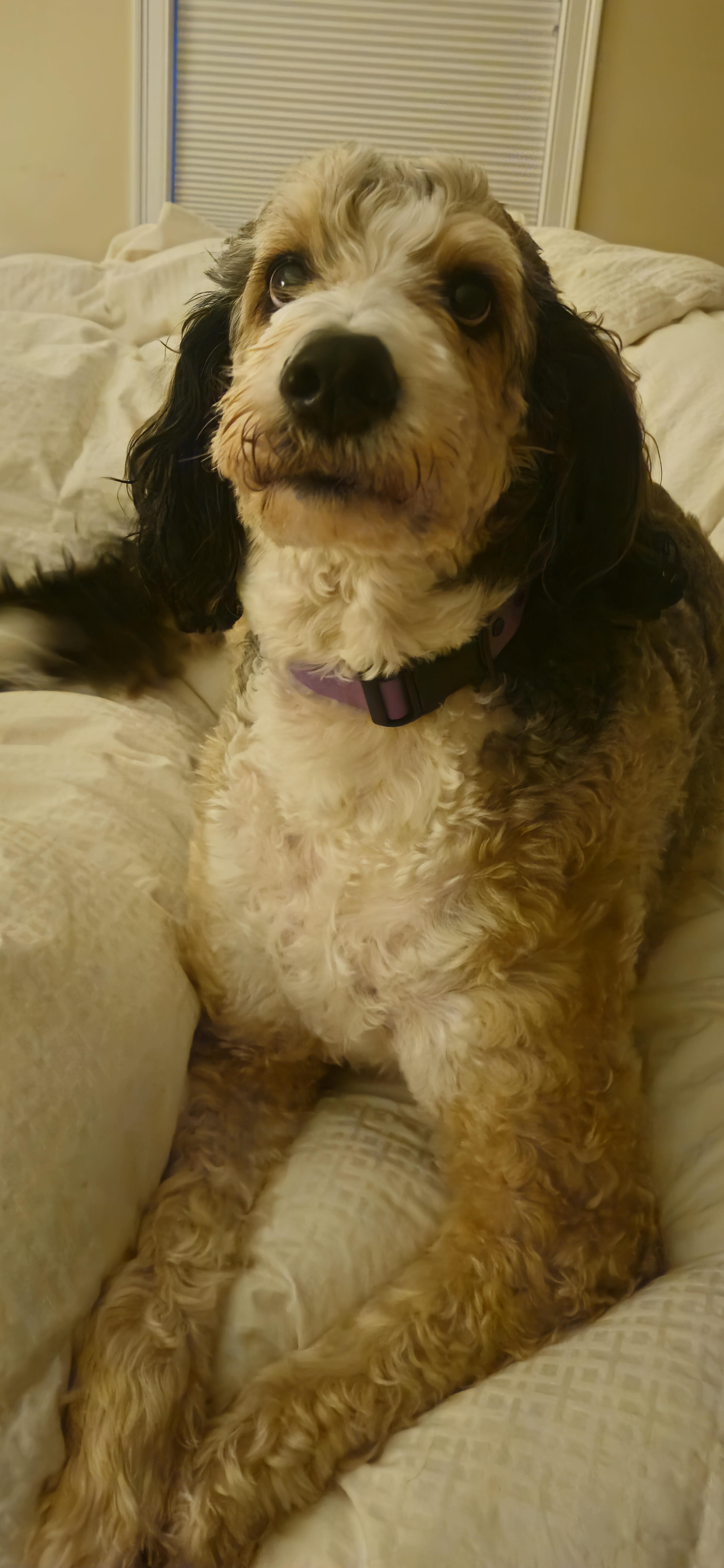 Enlarge Pearl-Courtesy Posting, a Adoptable Bernedoodle in Sudbury, MA image 4/4