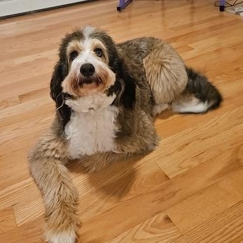 Pearl-Courtesy Posting, Adoptable, Adult Female Bernedoodle.