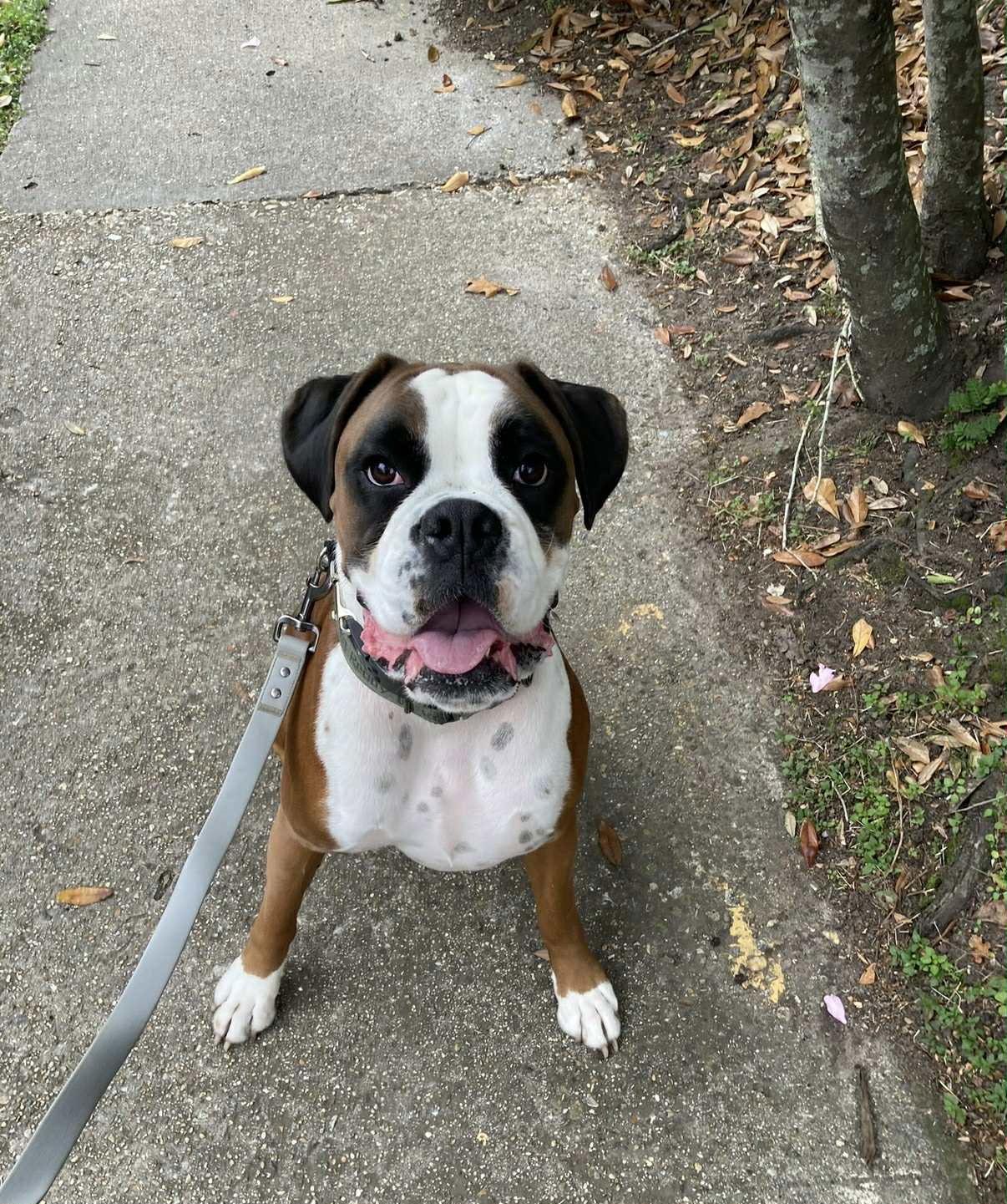 Moe, Adoptable, Adult Male Boxer.