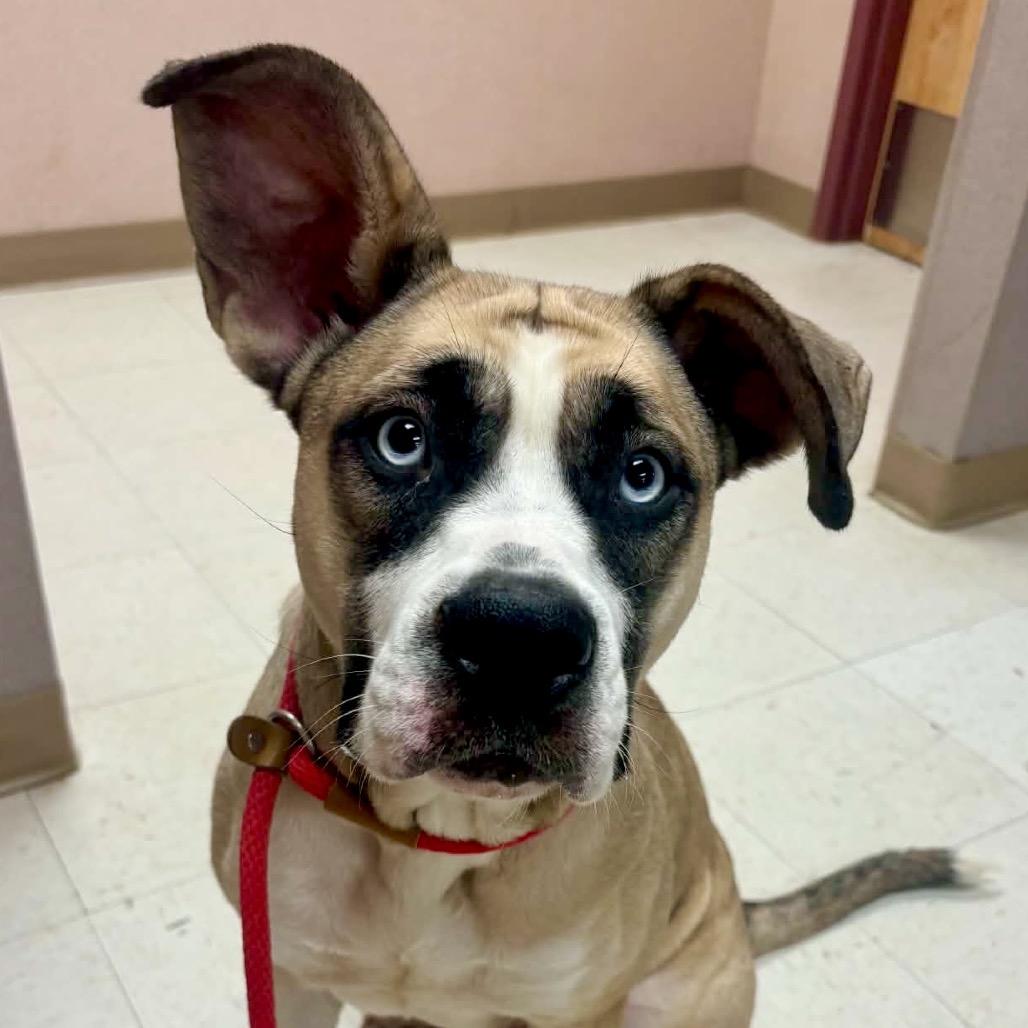 Bella Marie, a Adoptable Mixed Breed in St Joseph, MO image 1/2