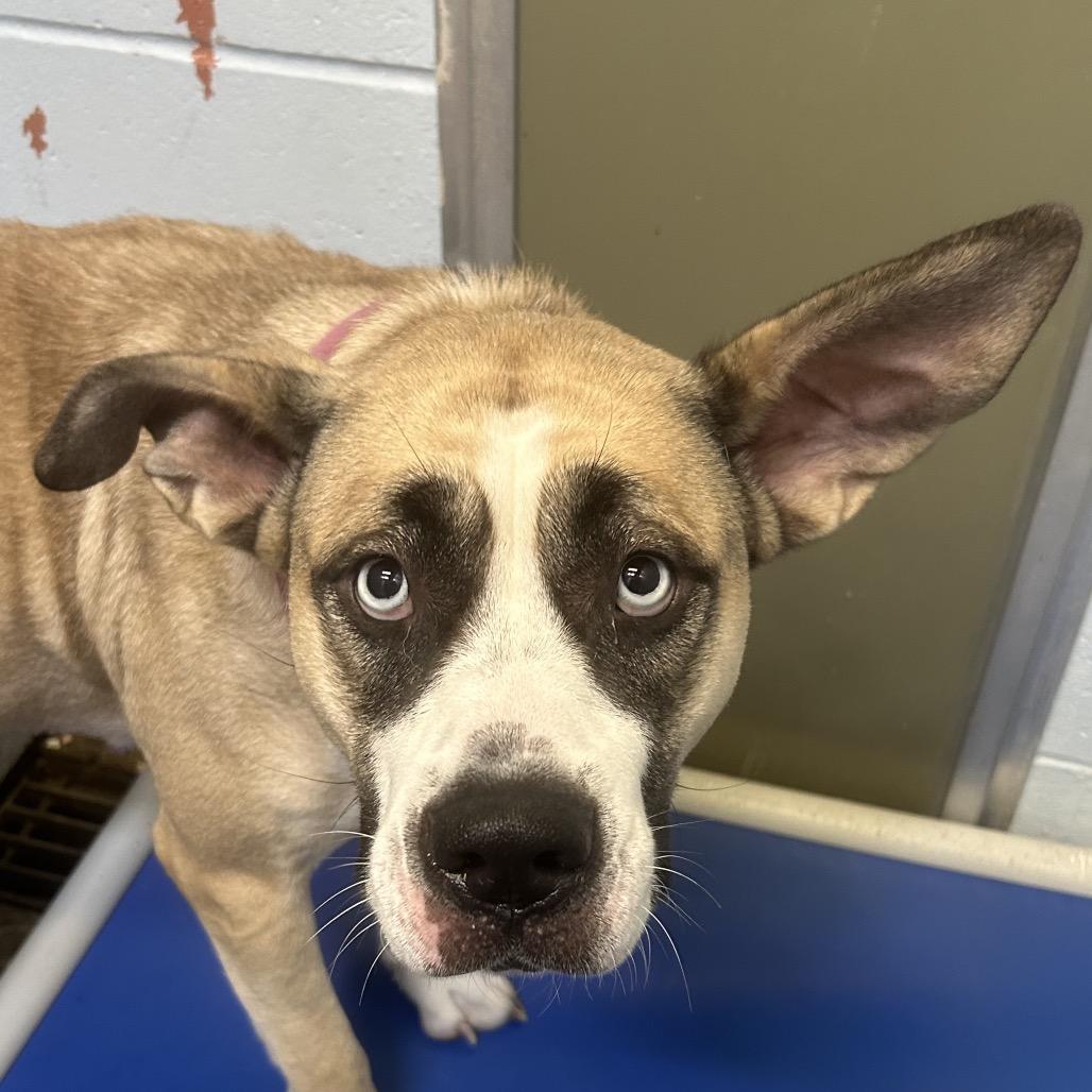 Bella Marie, a Adoptable Mixed Breed in St Joseph, MO image 2/2