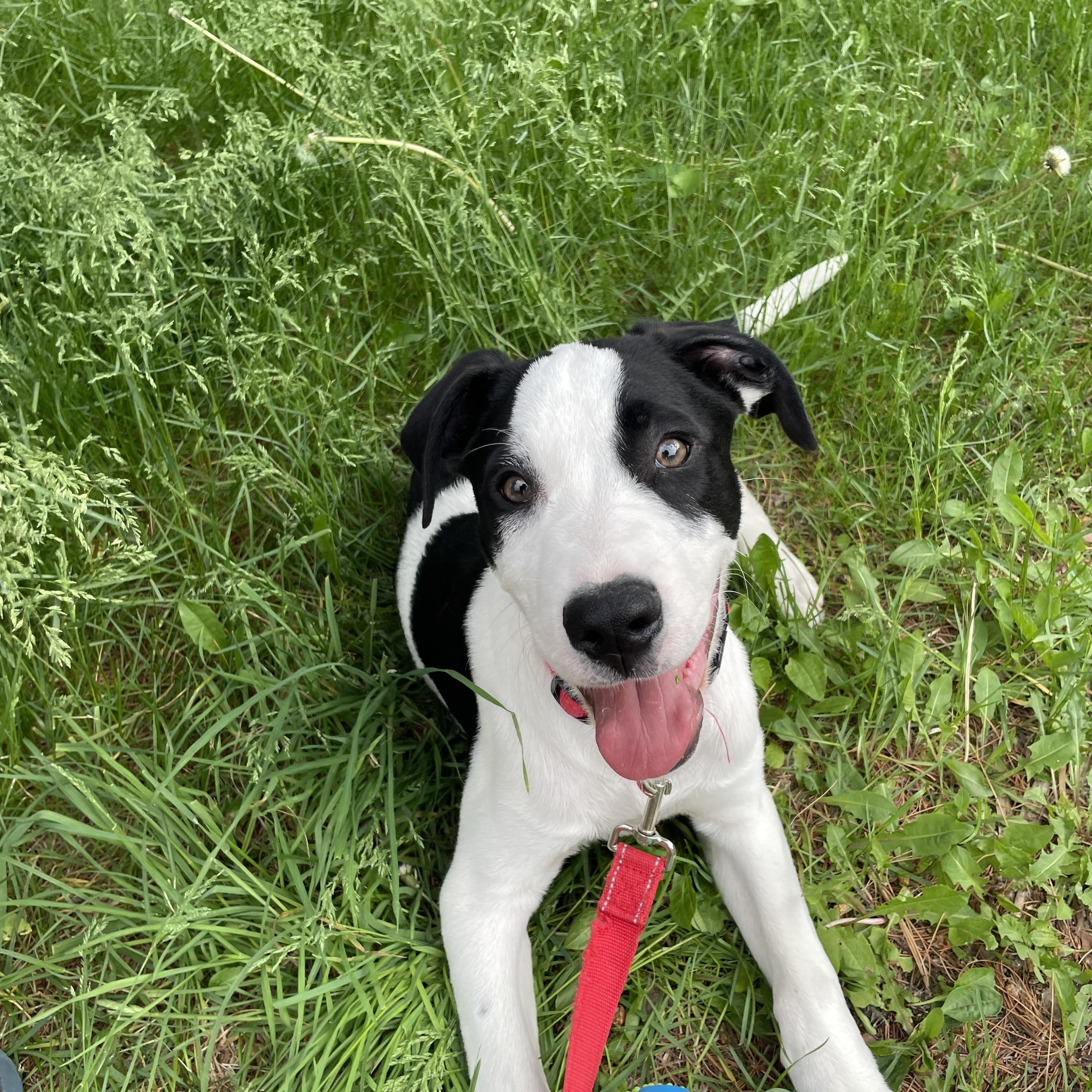 Enlarge Matt, a Adoptable mixed breed in Minneapolis, MN image 6/6