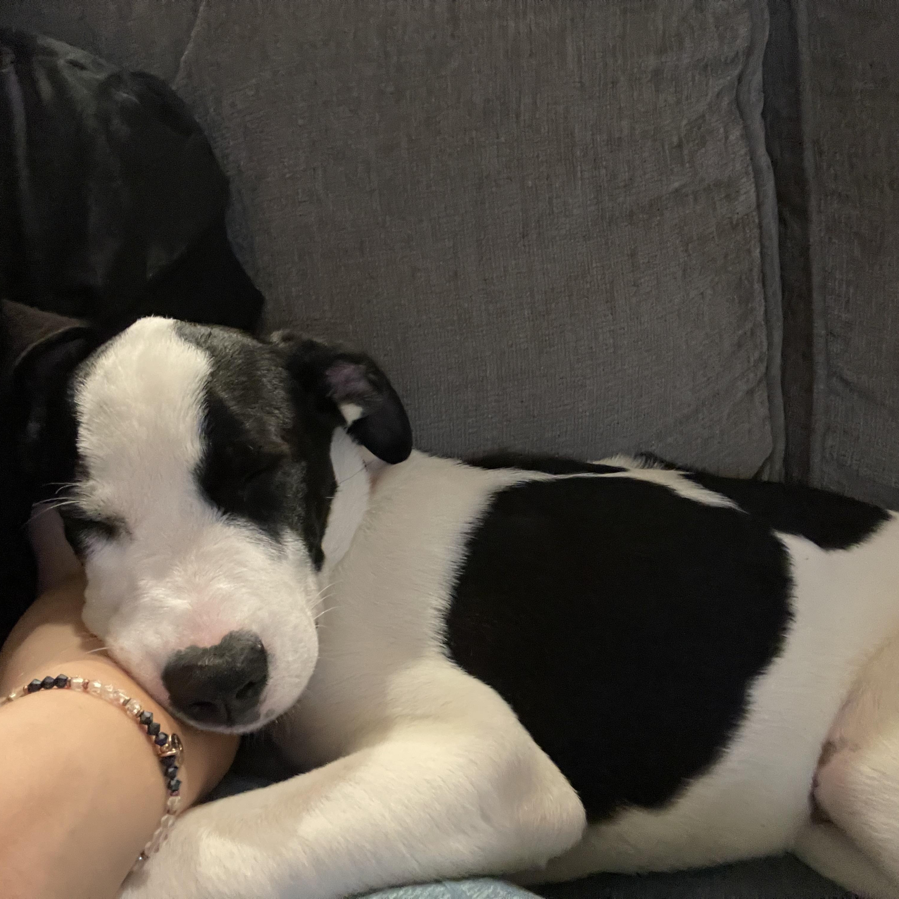 Enlarge Matt, a Adoptable mixed breed in Minneapolis, MN image 3/6