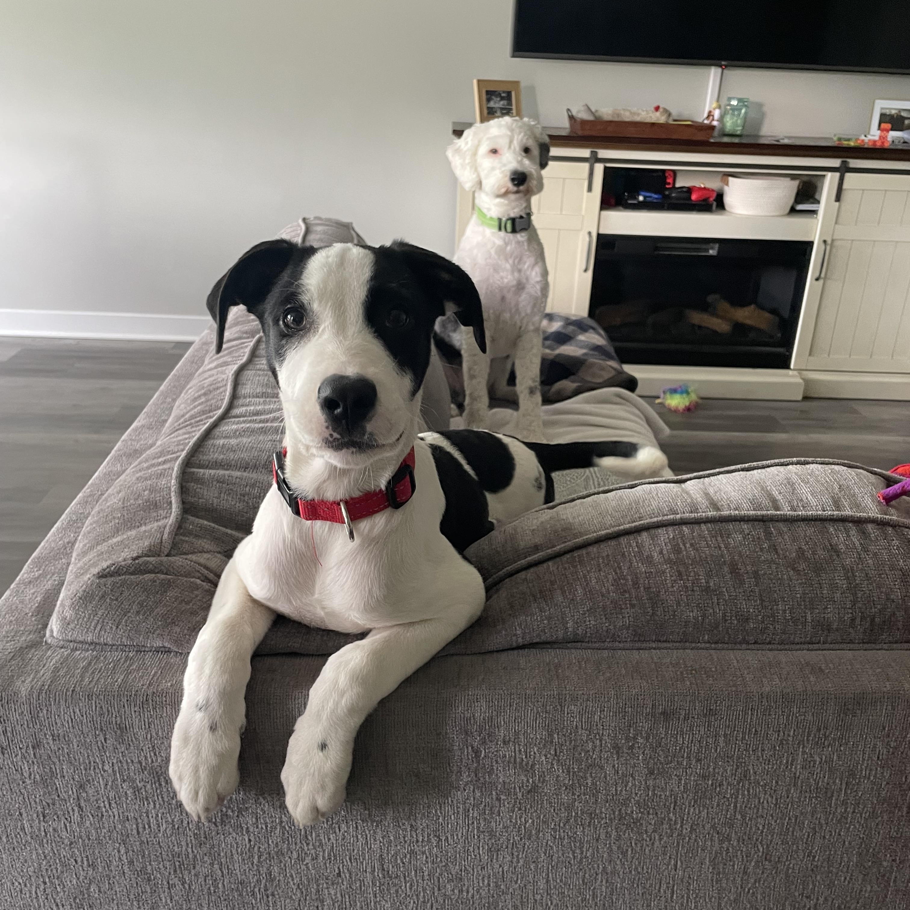Matt, ADOPTABLE, Young Male Dogo Argentino & Australian Shepherd.