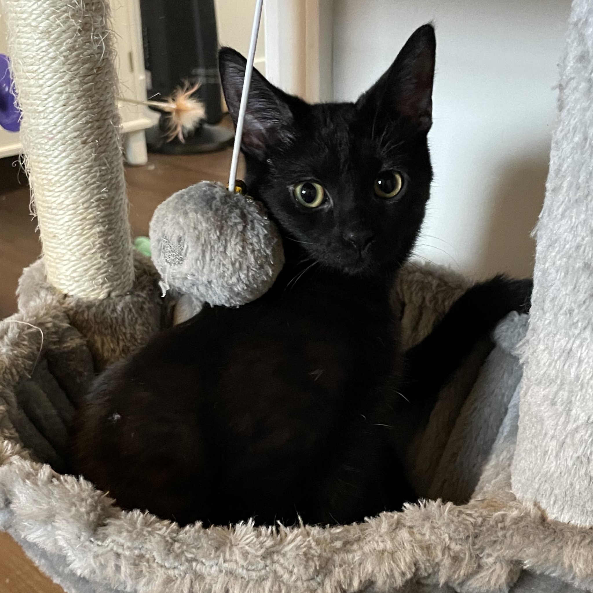 Pierogi, an adopted Domestic Short Hair in Grand Rapids, MI image 4/5