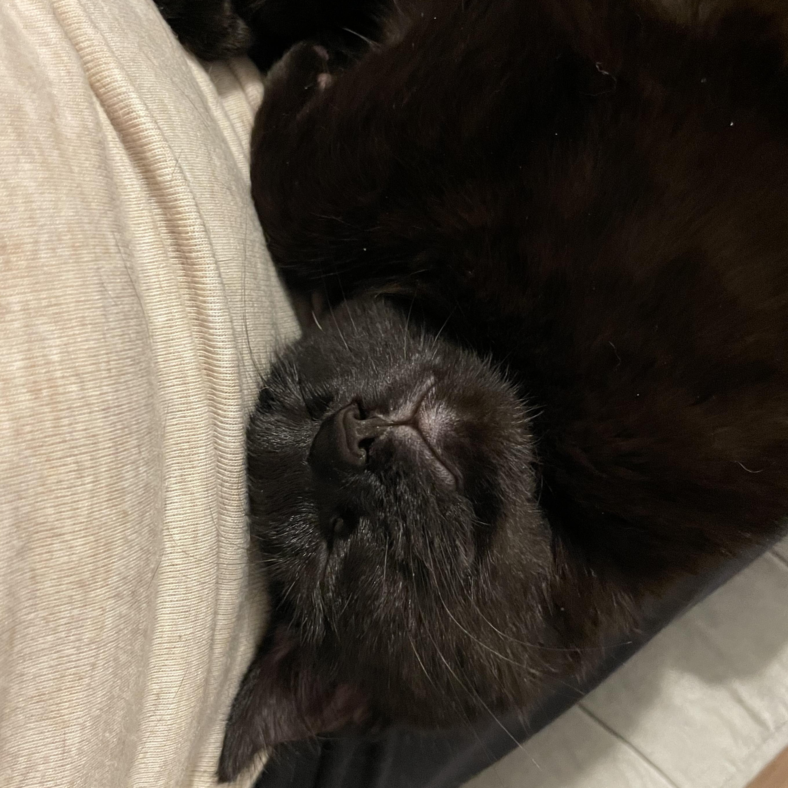 Pierogi, an adopted Domestic Short Hair in Grand Rapids, MI image 3/5