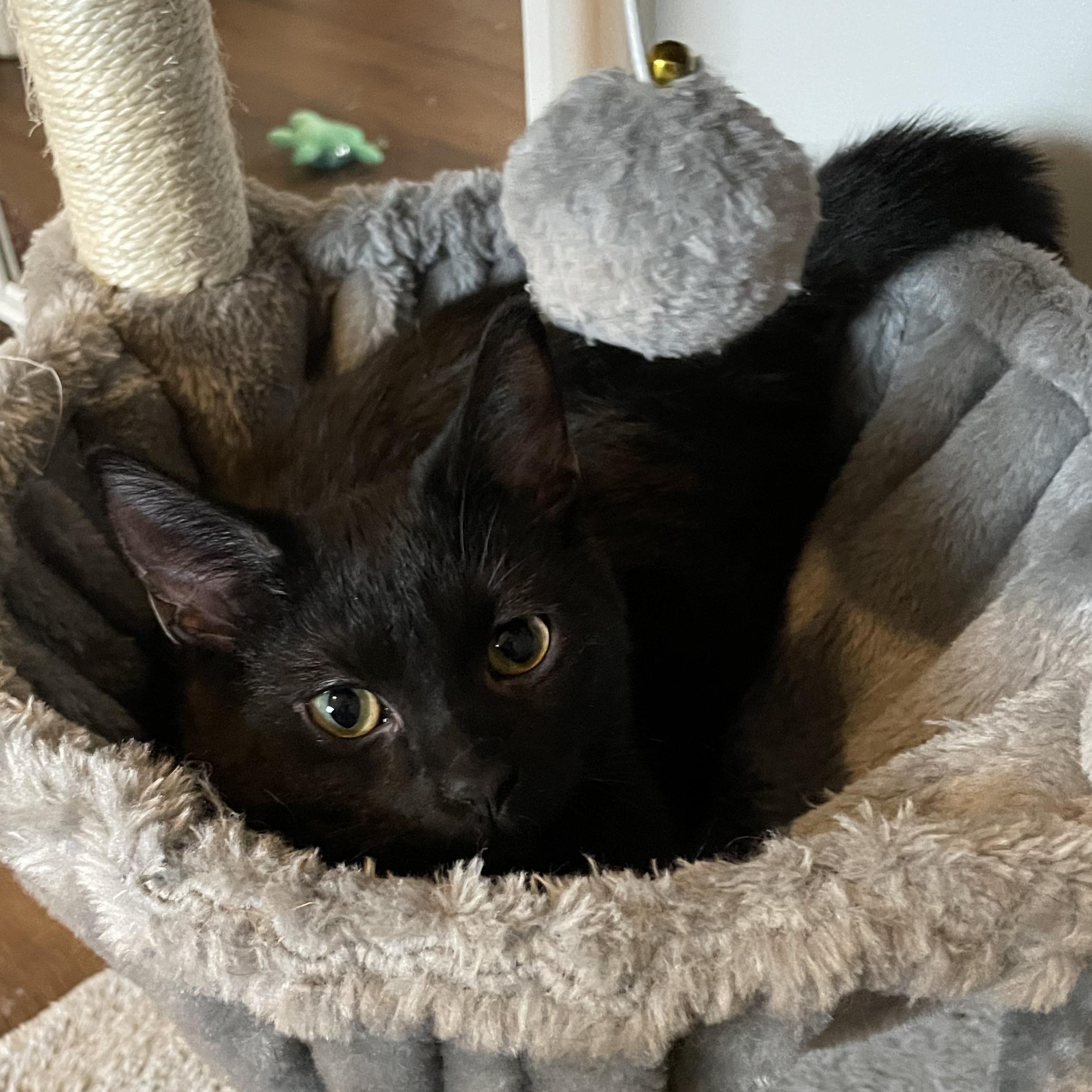 Pierogi, adopted, Kitten Female Domestic Short Hair.