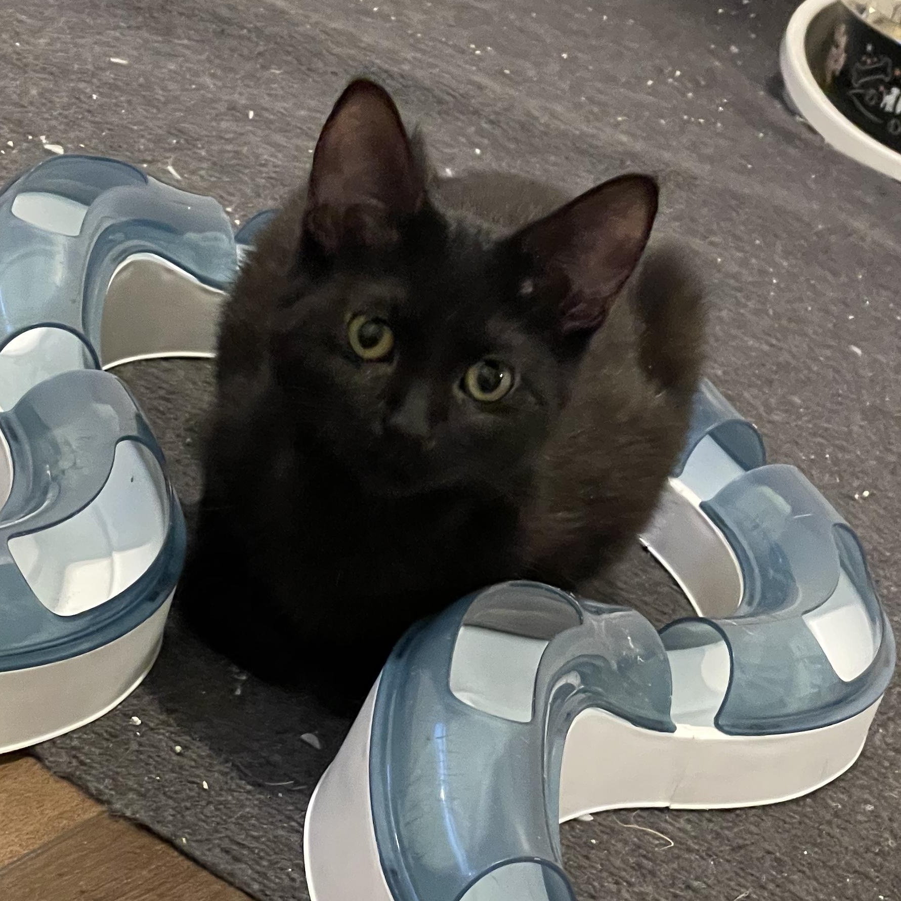 Pierogi, an adopted Domestic Short Hair in Grand Rapids, MI image 5/5