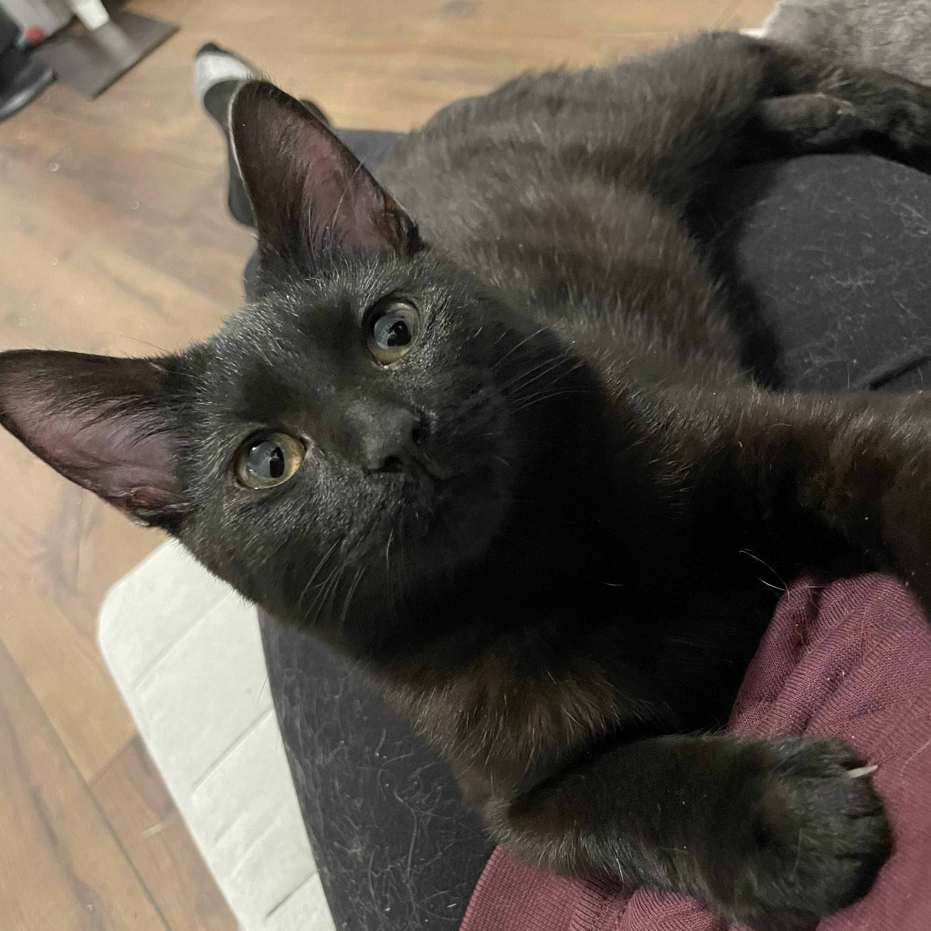 Pierogi, an adopted Domestic Short Hair in Grand Rapids, MI image 2/5