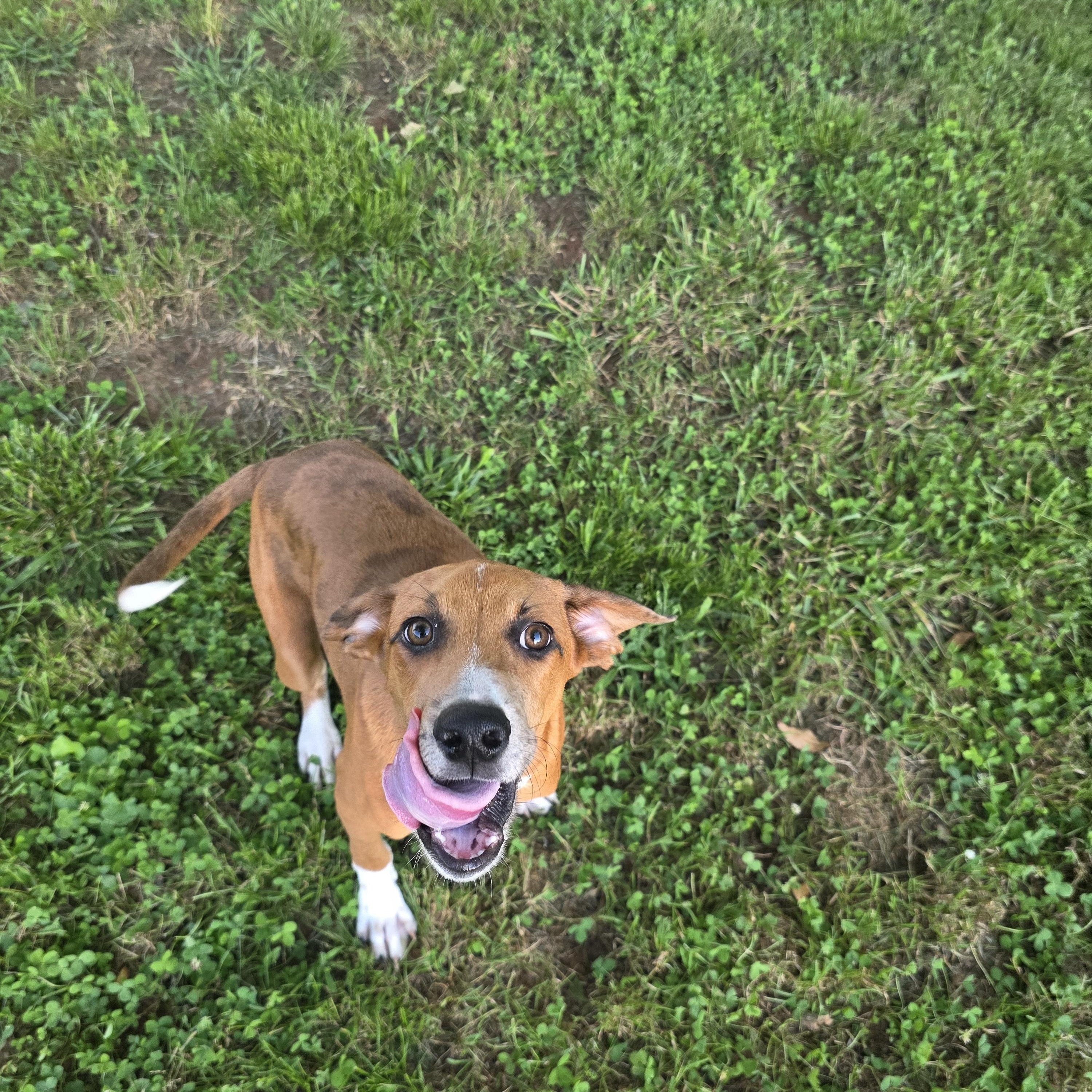 Enlarge Atticus Finch, a Adoptable mixed breed in Woburn, MA image 2/4