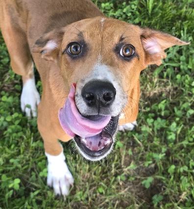 Enlarge Atticus Finch, a Adoptable mixed breed in Woburn, MA image 1/4