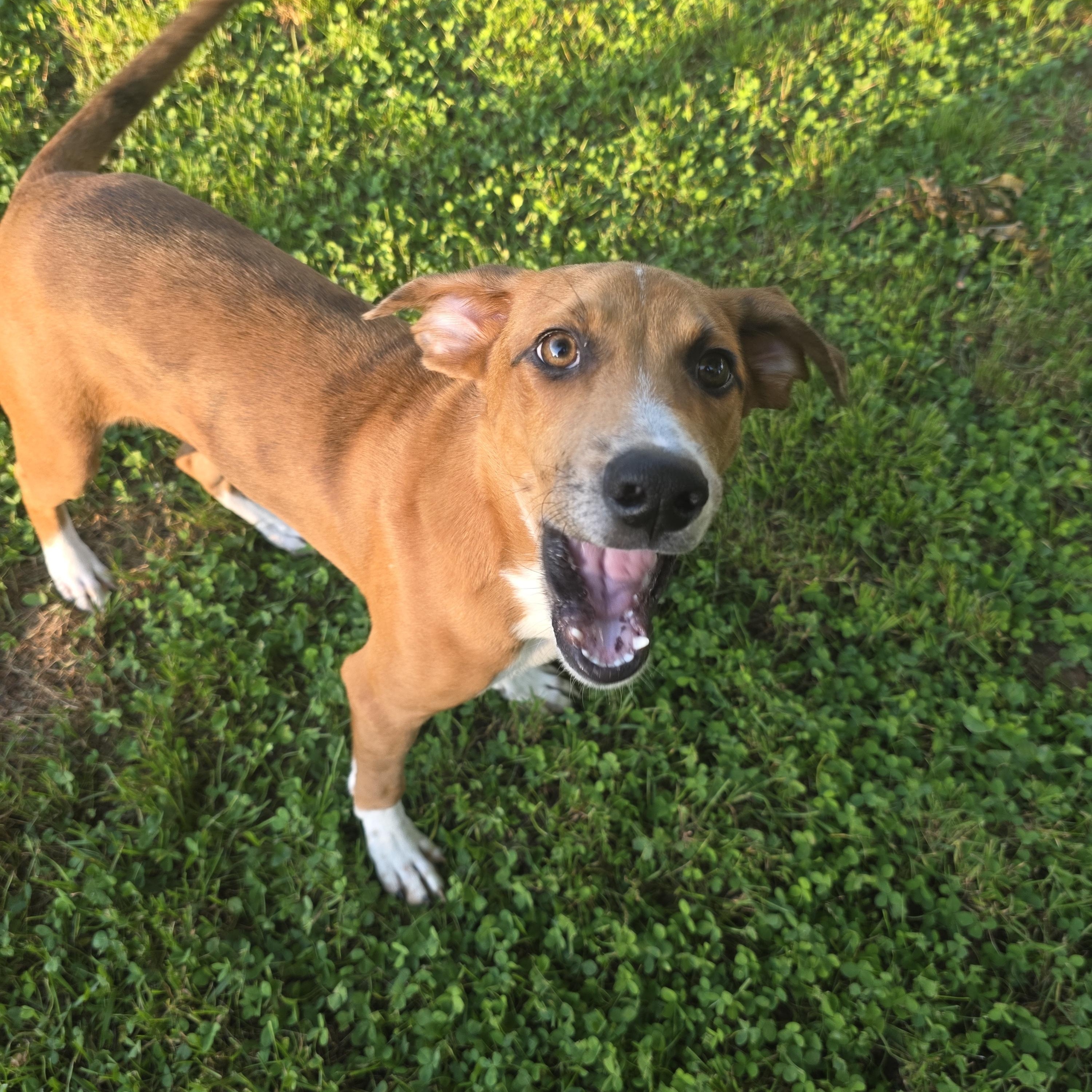 Enlarge Atticus Finch, a Adoptable mixed breed in Woburn, MA image 4/4