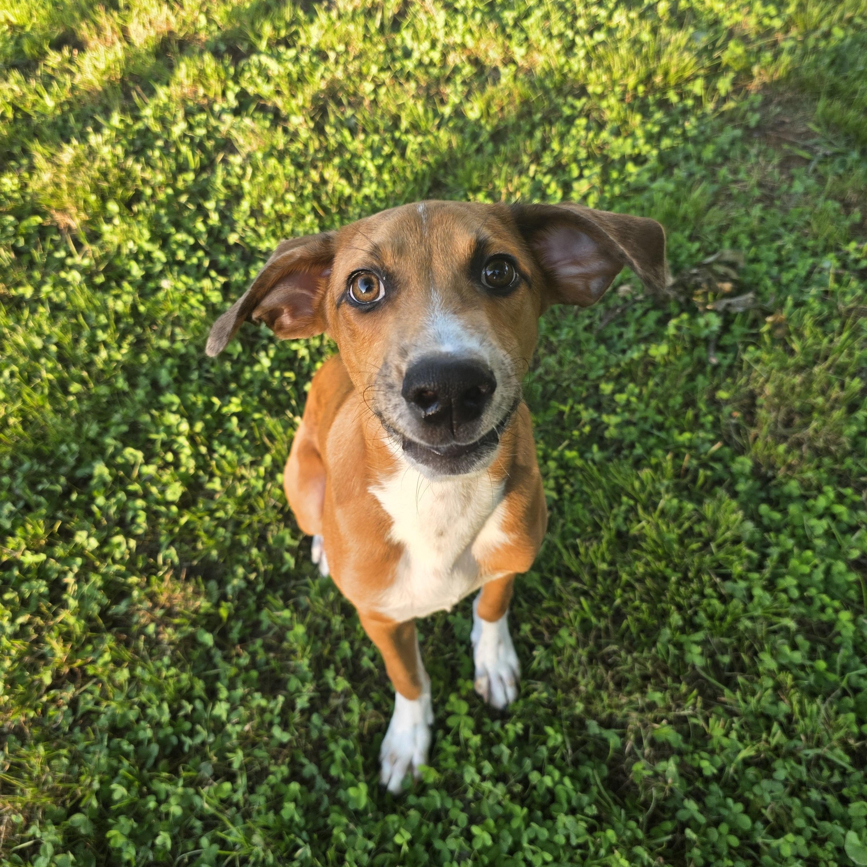 Enlarge Atticus Finch, a Adoptable mixed breed in Woburn, MA image 3/4