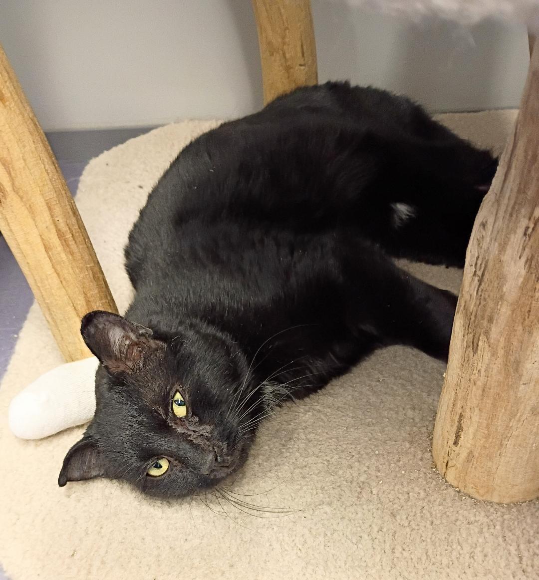 Zagnut, ADOPTABLE, Adult Male Domestic Short Hair.