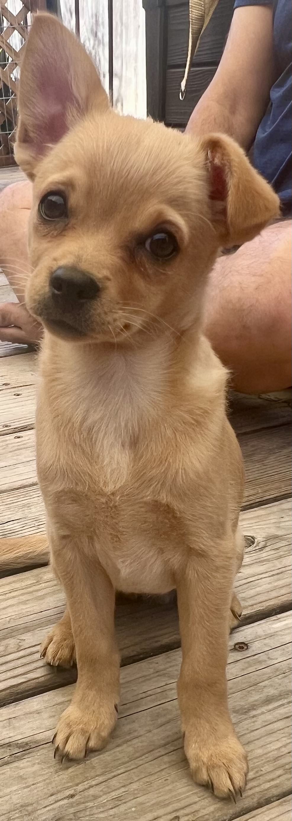 Enlarge Frieda, a Adopted mixed breed in Sunnyvale, CA image 6/6