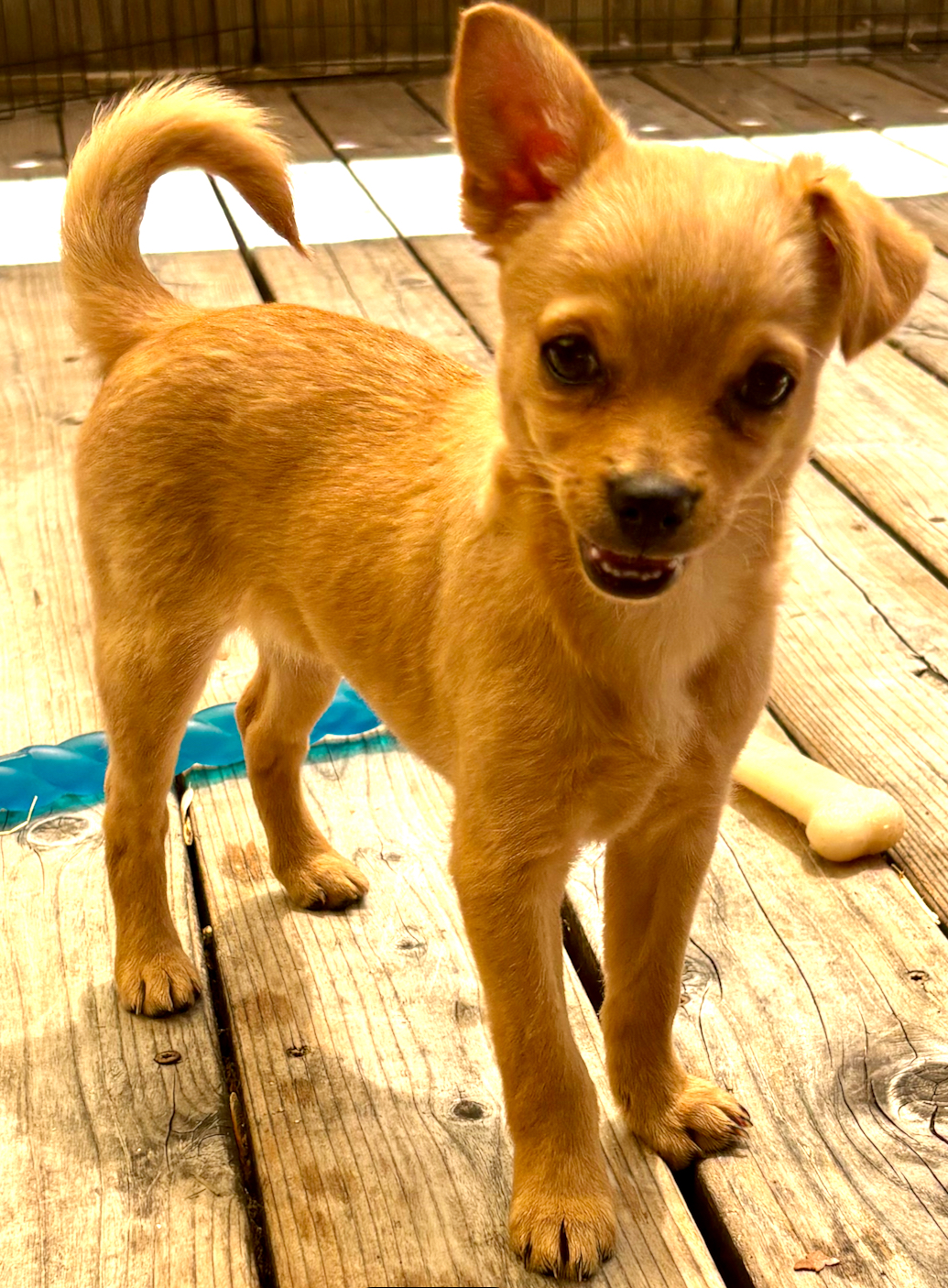 Enlarge Frieda, a Adopted mixed breed in Sunnyvale, CA image 5/6