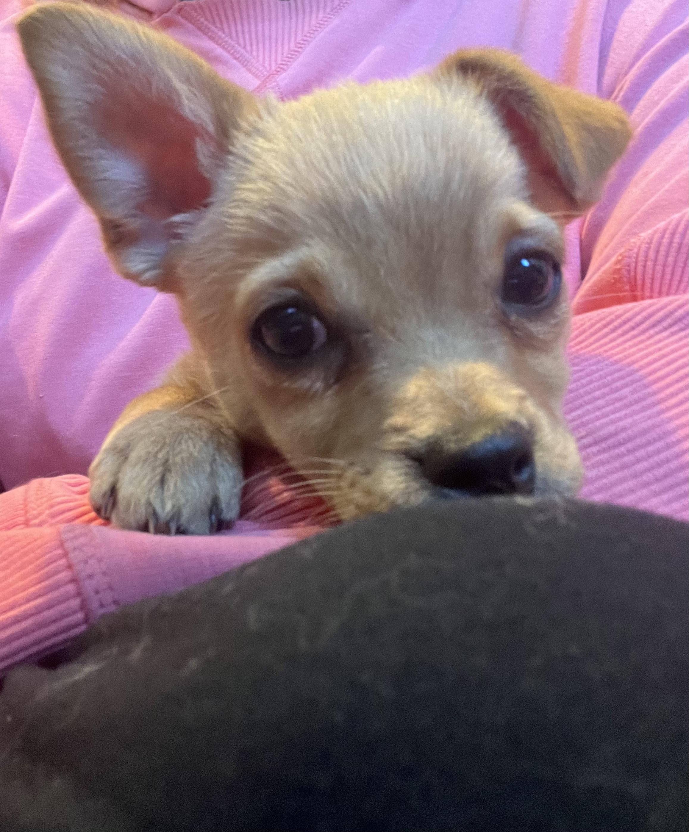 Enlarge Frieda, a Adopted mixed breed in Sunnyvale, CA image 1/6