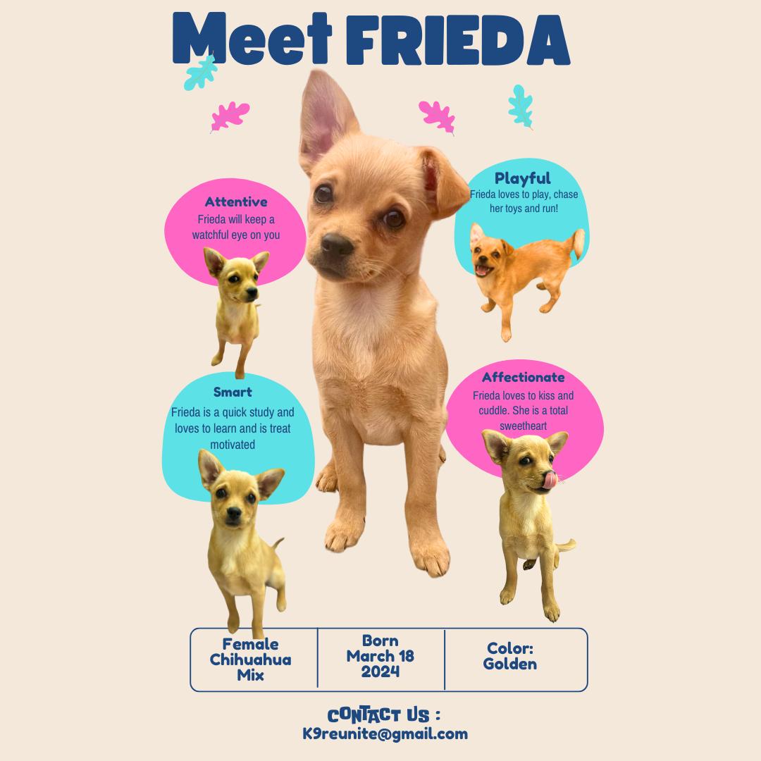 Enlarge Frieda, a Adopted mixed breed in Sunnyvale, CA image 3/6