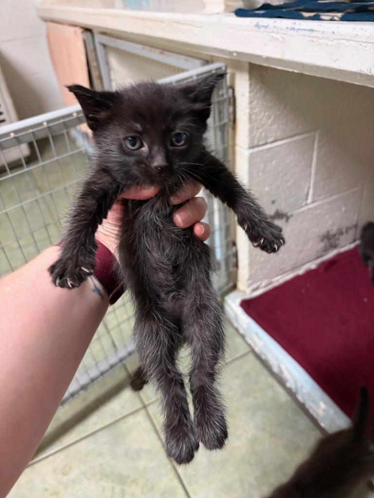 Saelym, Adopted, Kitten Female Domestic Medium Hair.
