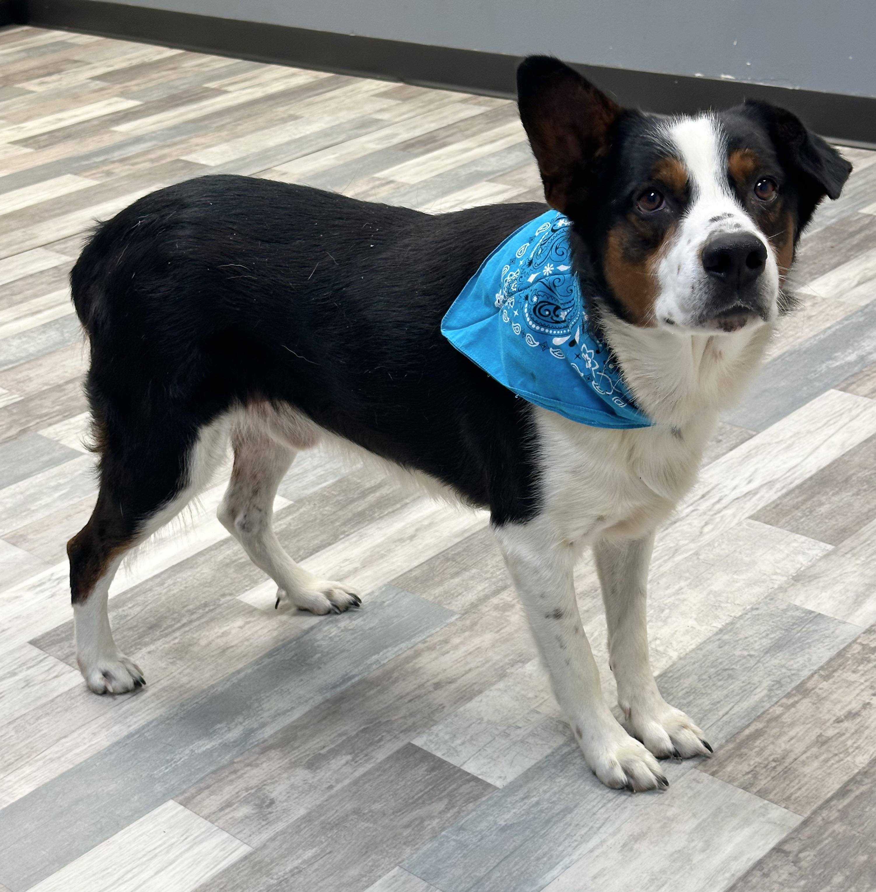 Enlarge Buddy, a ADOPTABLE Australian Shepherd in Lufkin, TX image 2/2