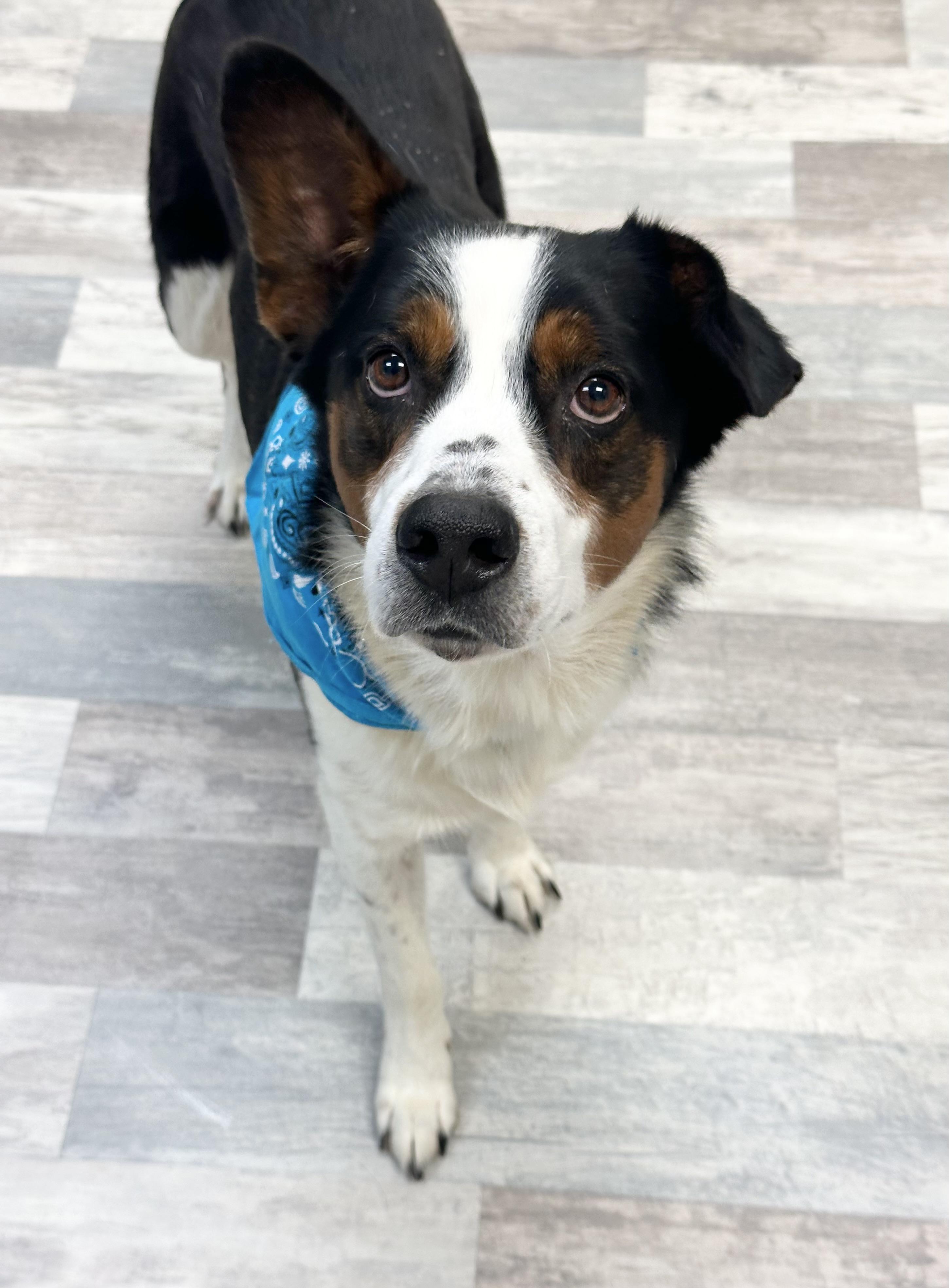 Buddy, ADOPTABLE, Adult Male Australian Shepherd.