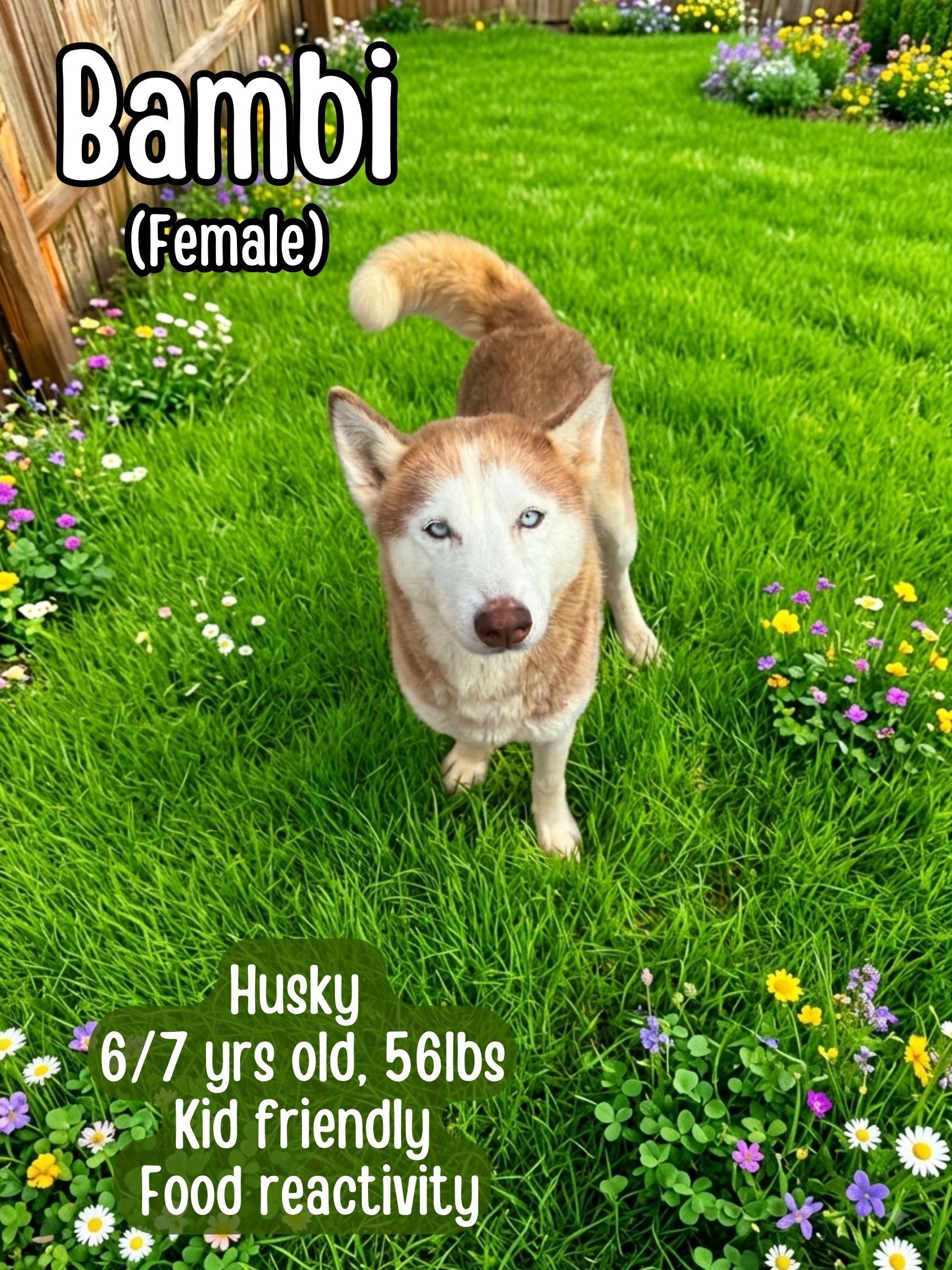 Enlarge Bambi, a ADOPTABLE Siberian Husky in Lancaster, KY image 1/1