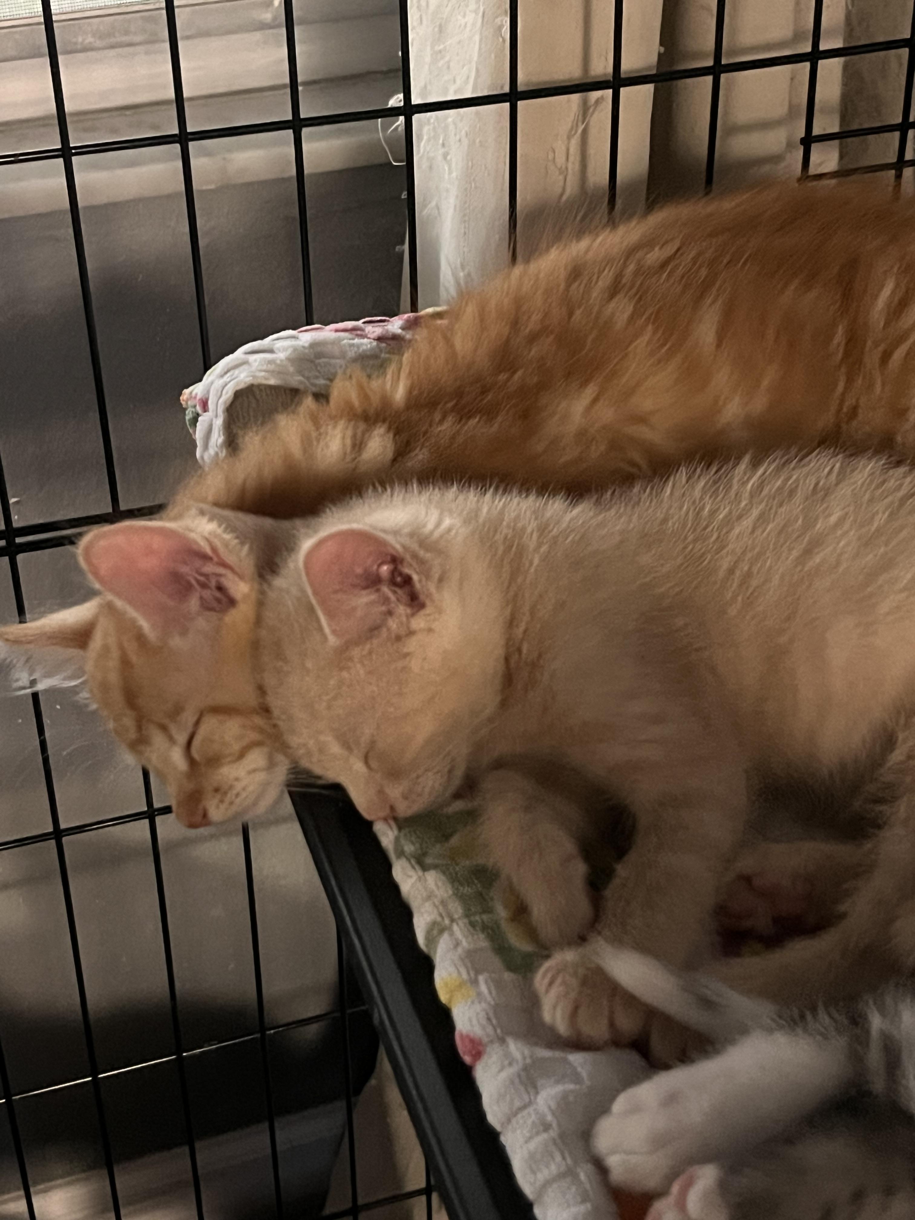 Enlarge Luke Castellan, a Adopted Domestic Short Hair in St Petersburg, FL image 1/6