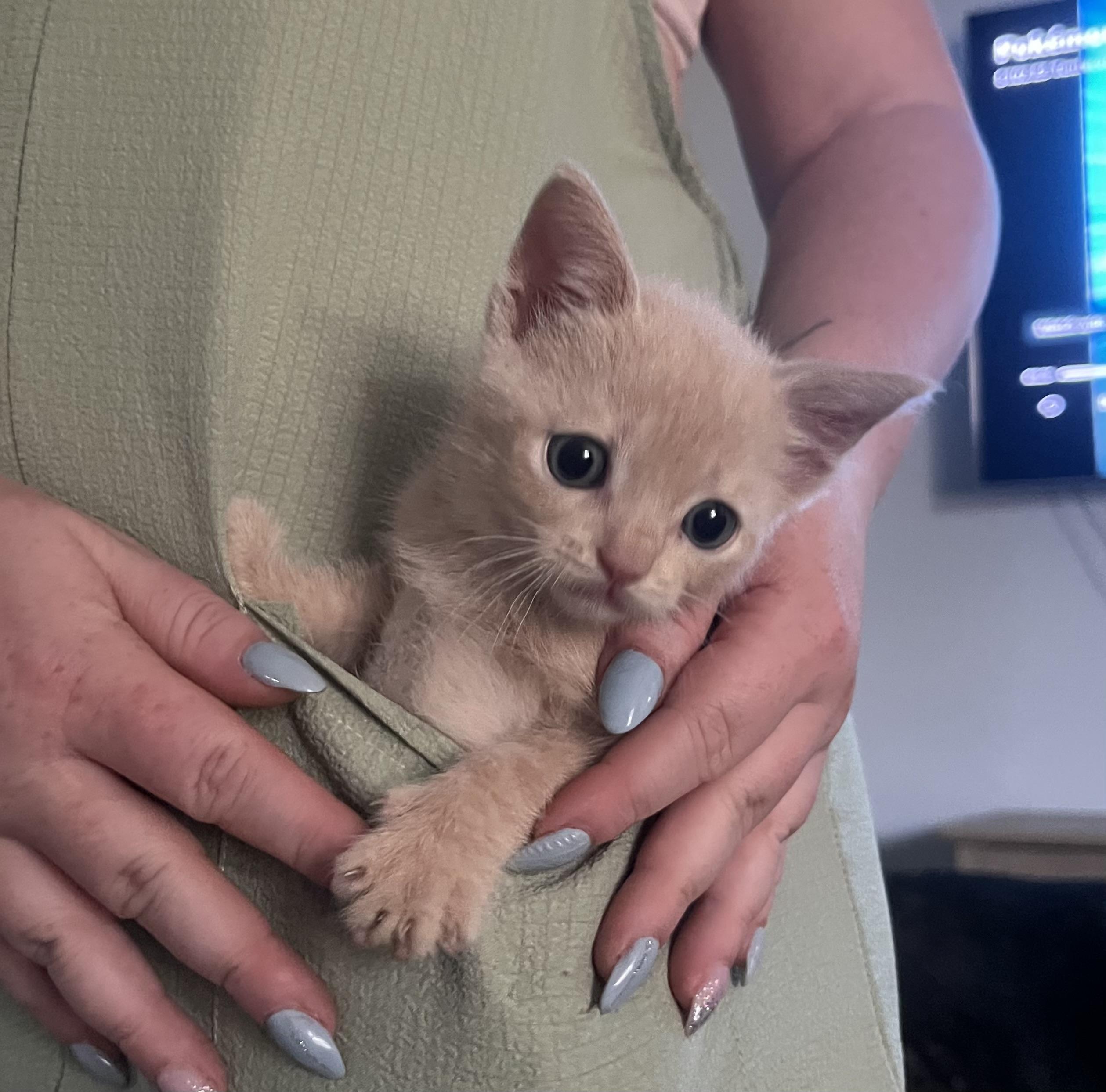 Enlarge Luke Castellan, a Adopted Domestic Short Hair in St Petersburg, FL image 2/6