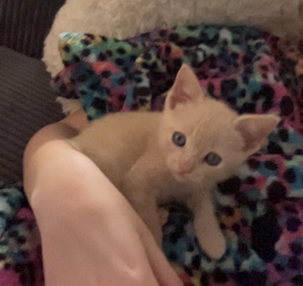 Enlarge Luke Castellan, a Adopted Domestic Short Hair in St Petersburg, FL image 3/6