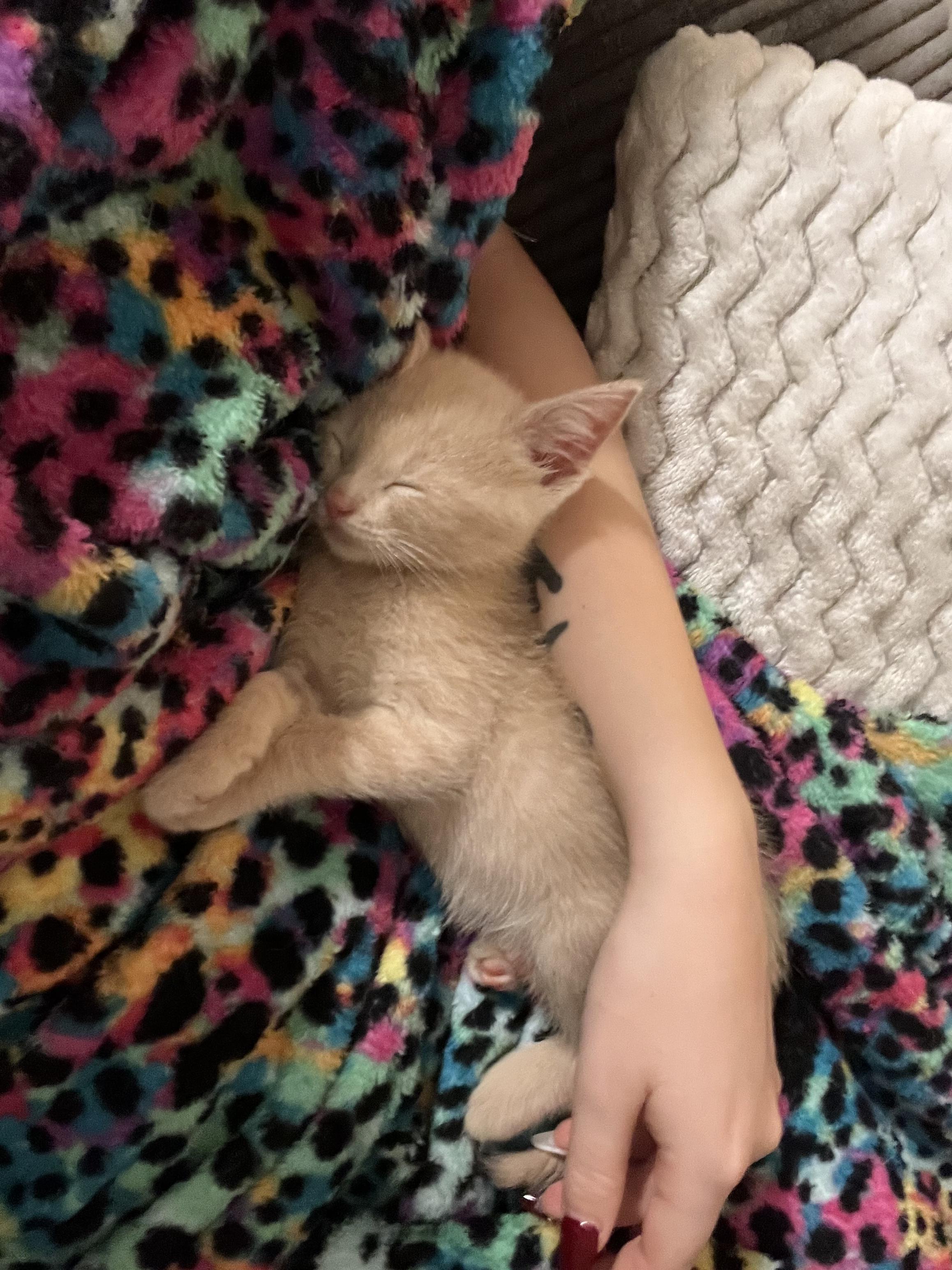 Enlarge Luke Castellan, a Adopted Domestic Short Hair in St Petersburg, FL image 4/6