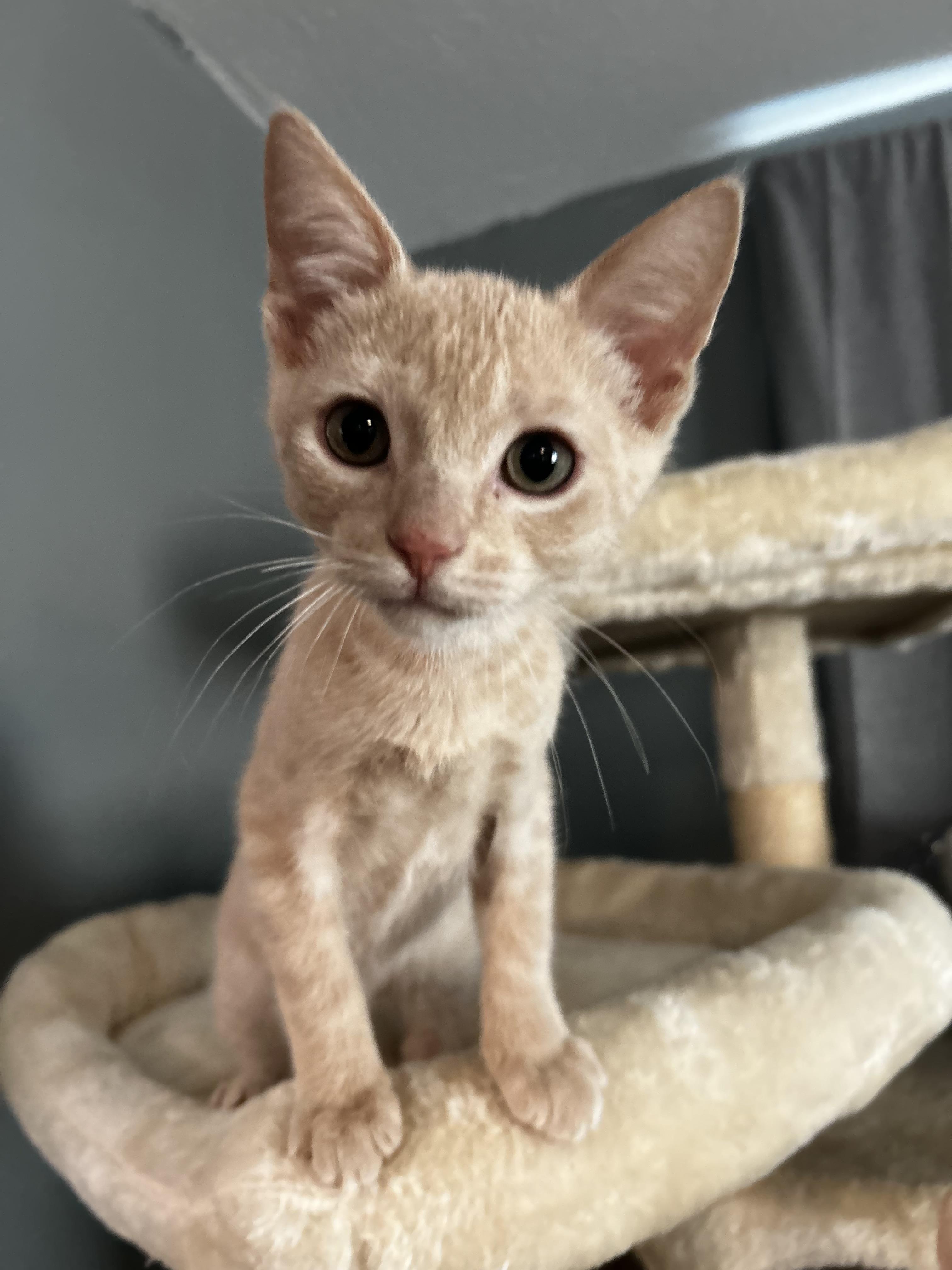 Enlarge Luke Castellan, a Adopted Domestic Short Hair in St Petersburg, FL image 5/6