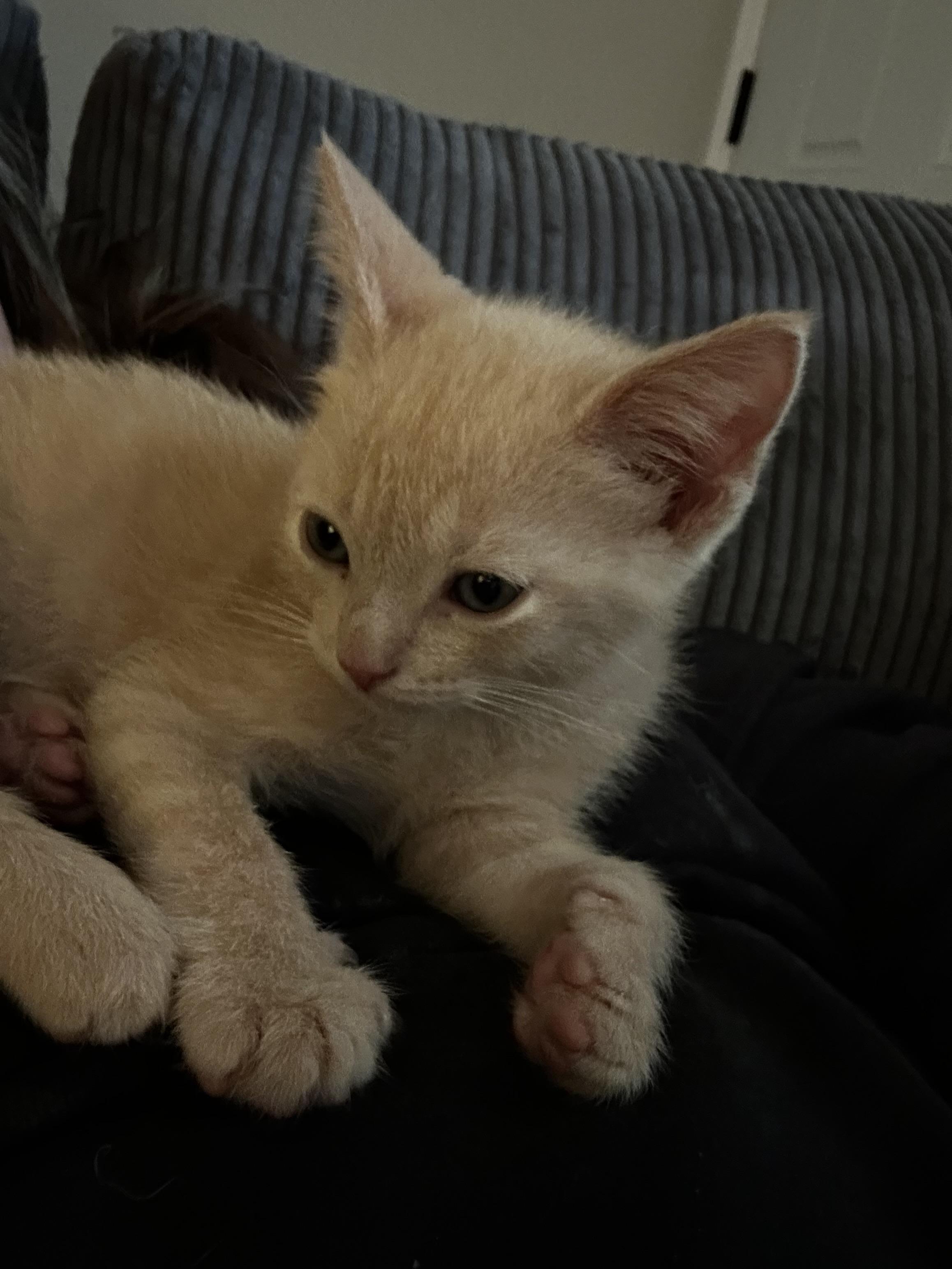 Enlarge Luke Castellan, a Adopted Domestic Short Hair in St Petersburg, FL image 6/6