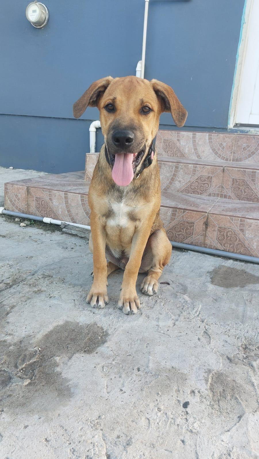 Perrito (20260108-05), an adopted mixed breed in Mississauga, ON image 3/4