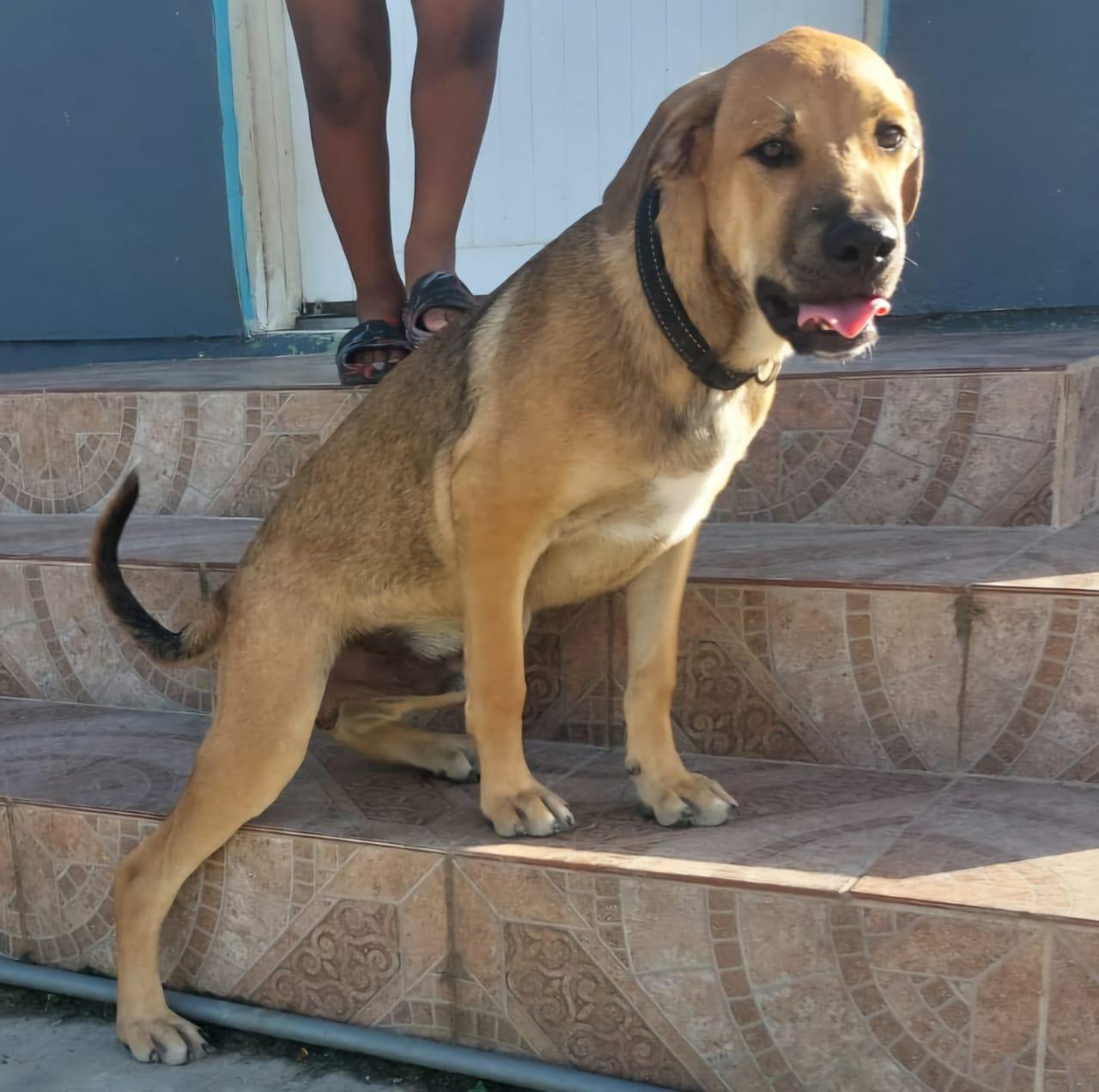 Perrito (20260108-05), an adopted mixed breed in Mississauga, ON image 4/4