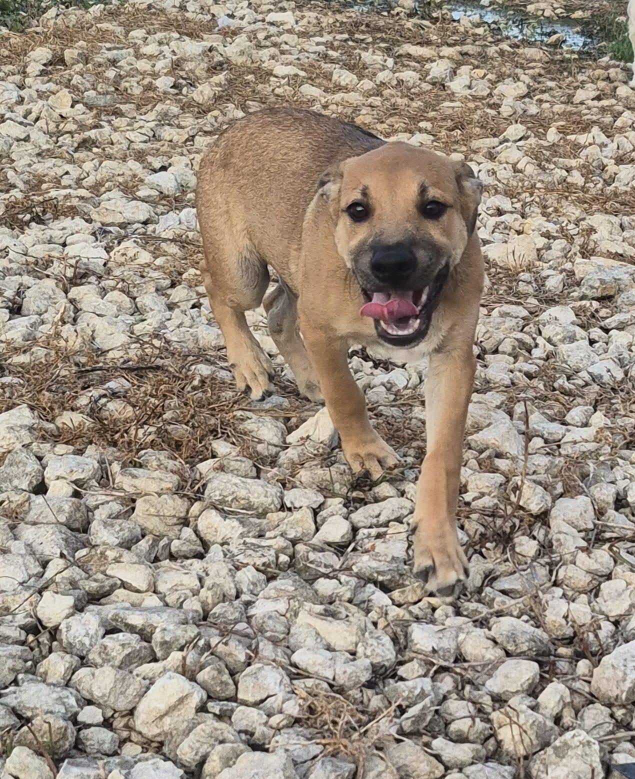 Perrito (20260108-05), an adopted mixed breed in Mississauga, ON image 2/4