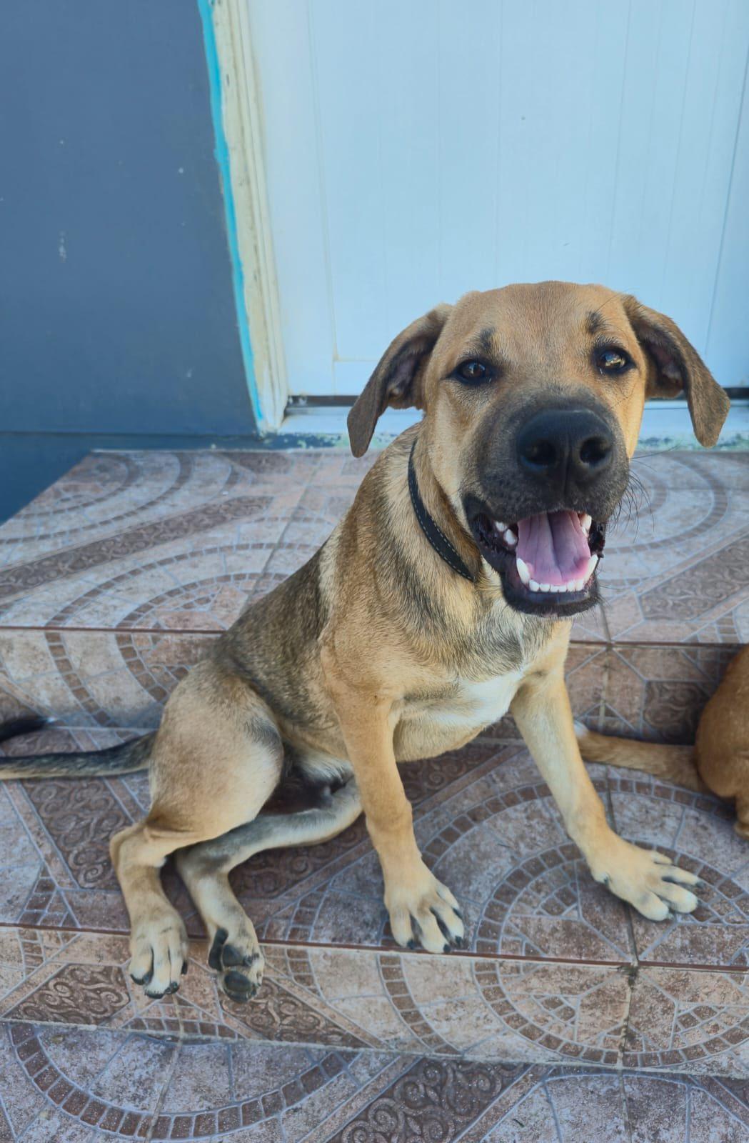 Perrito (20260108-05), adopted, Young Male Mixed Breed.
