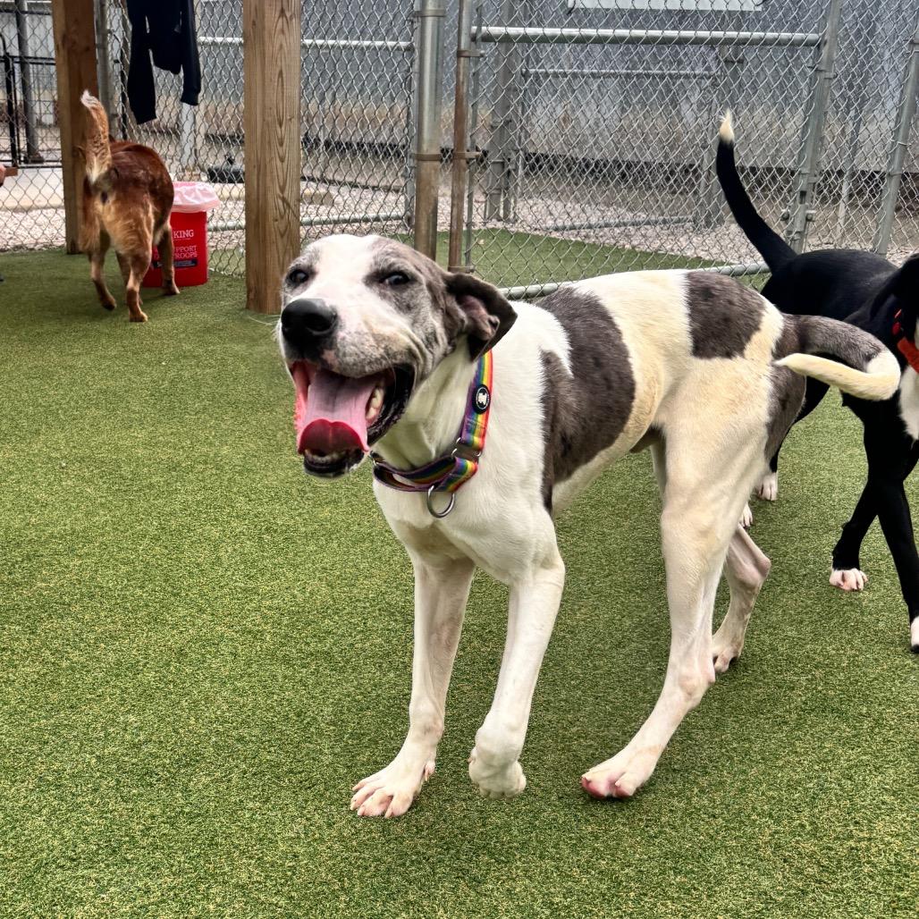 Enlarge Doofy, a Adoptable mixed breed in Parkersburg, WV image 1/5
