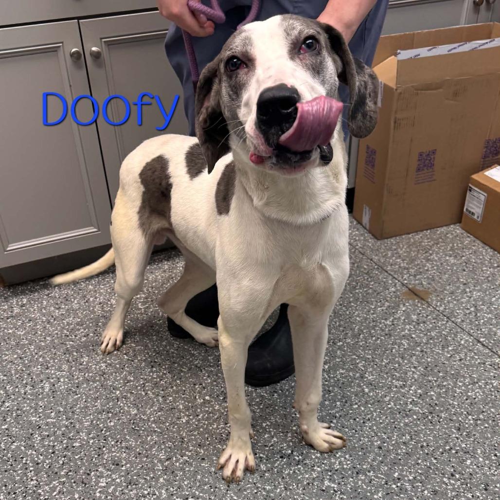 Enlarge Doofy, a Adoptable mixed breed in Parkersburg, WV image 2/5