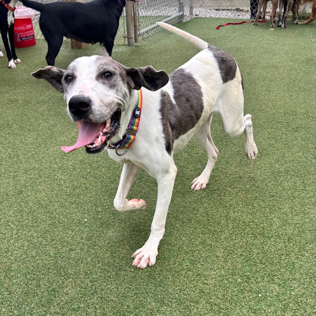 Enlarge Doofy, a Adoptable mixed breed in Parkersburg, WV image 3/5