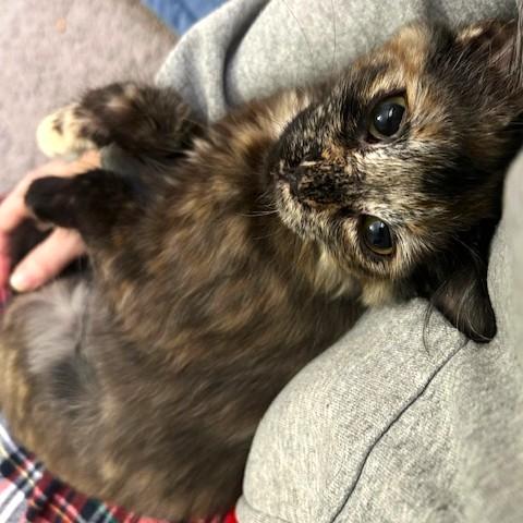 Enlarge Lola, an adopted Domestic Long Hair in Smithfield, NC image 2/4