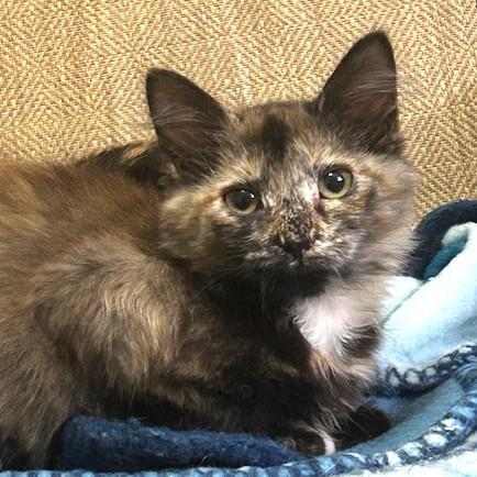 Enlarge Lola, an adopted Domestic Long Hair in Smithfield, NC image 4/4